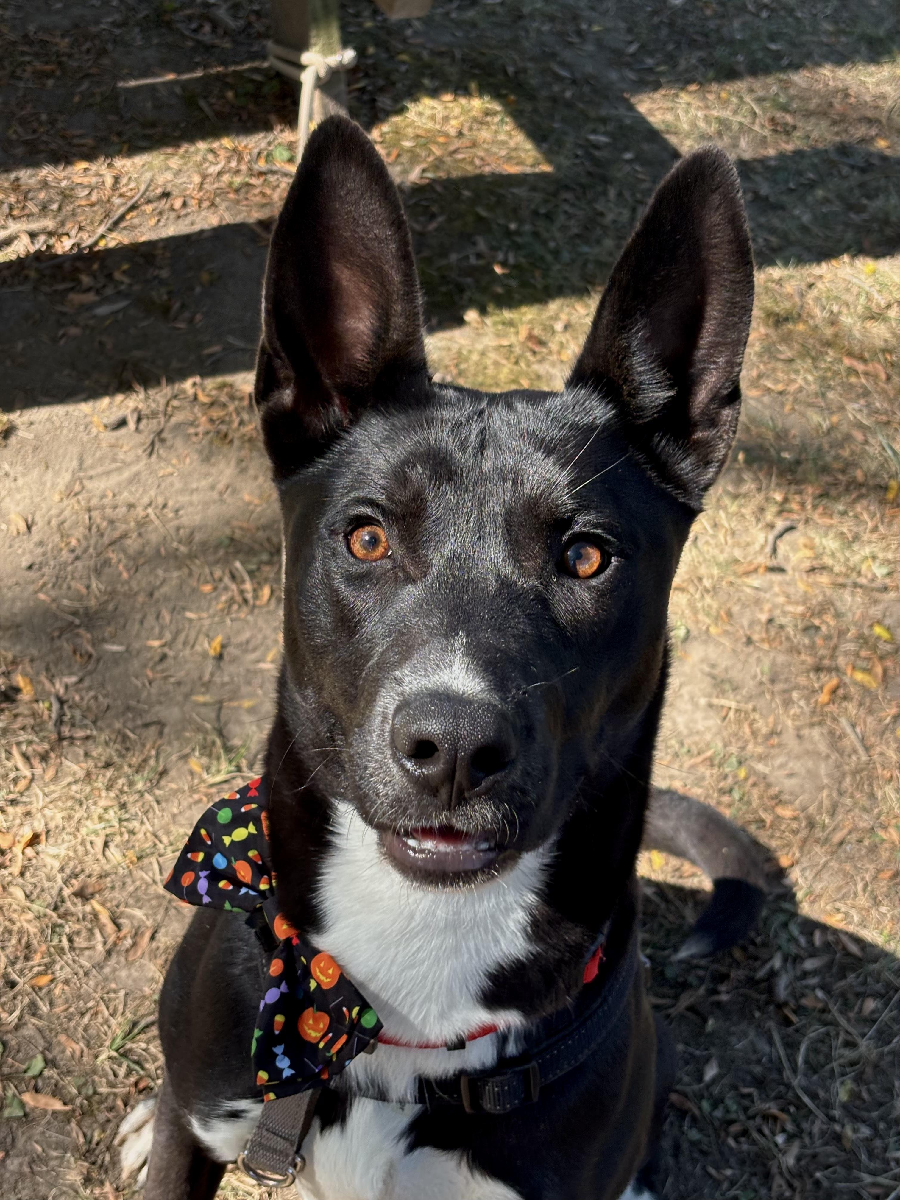 Enlarge Coal, a Adoptable mixed breed in Indianapolis, IN image 4/4