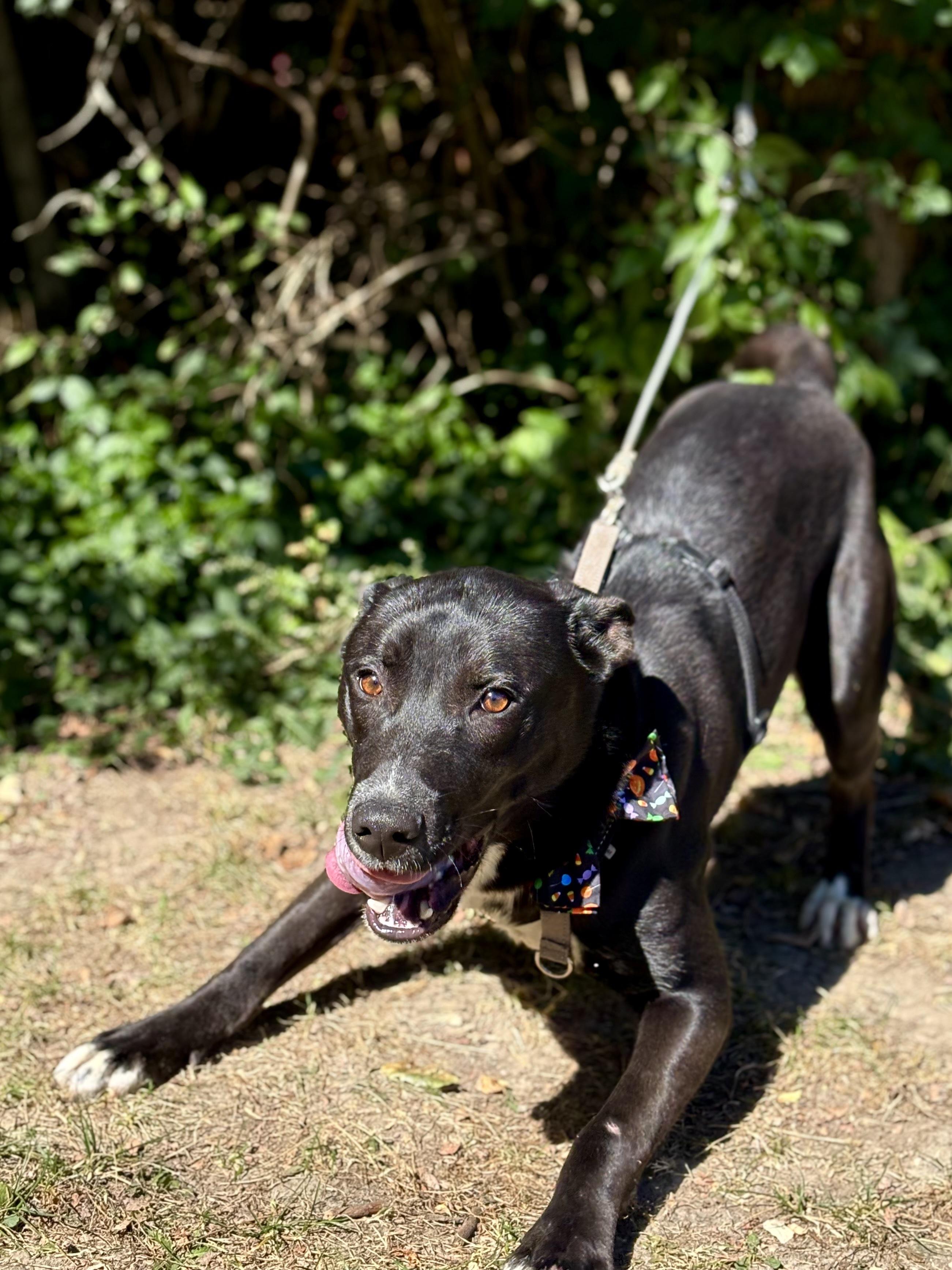 Enlarge Coal, a Adoptable mixed breed in Indianapolis, IN image 2/4