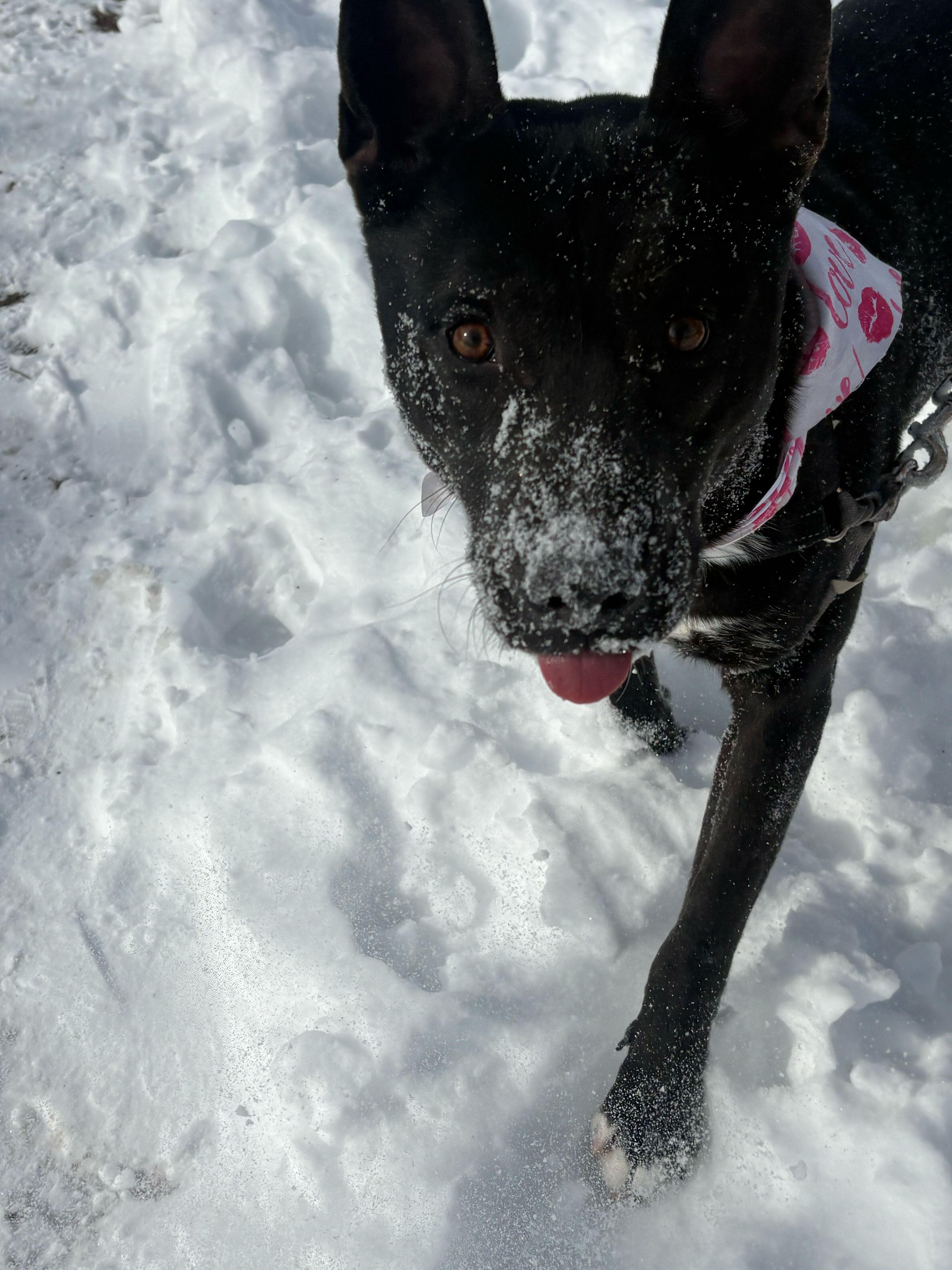 Enlarge Coal, a Adoptable mixed breed in Indianapolis, IN image 5/6
