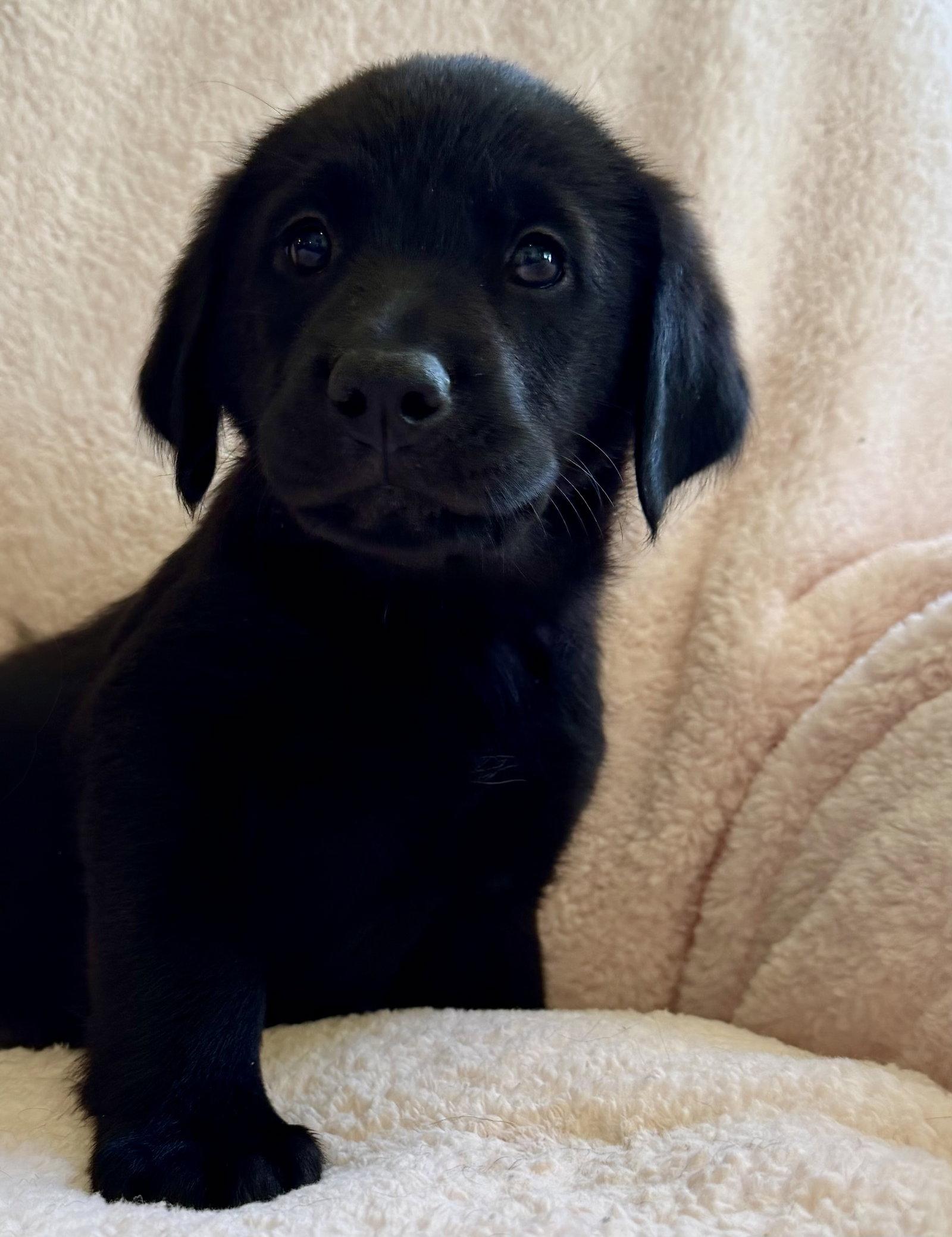 Puppy 6 - Pink, Adoptable, Puppy Female Golden Retriever & Labrador Retriever.