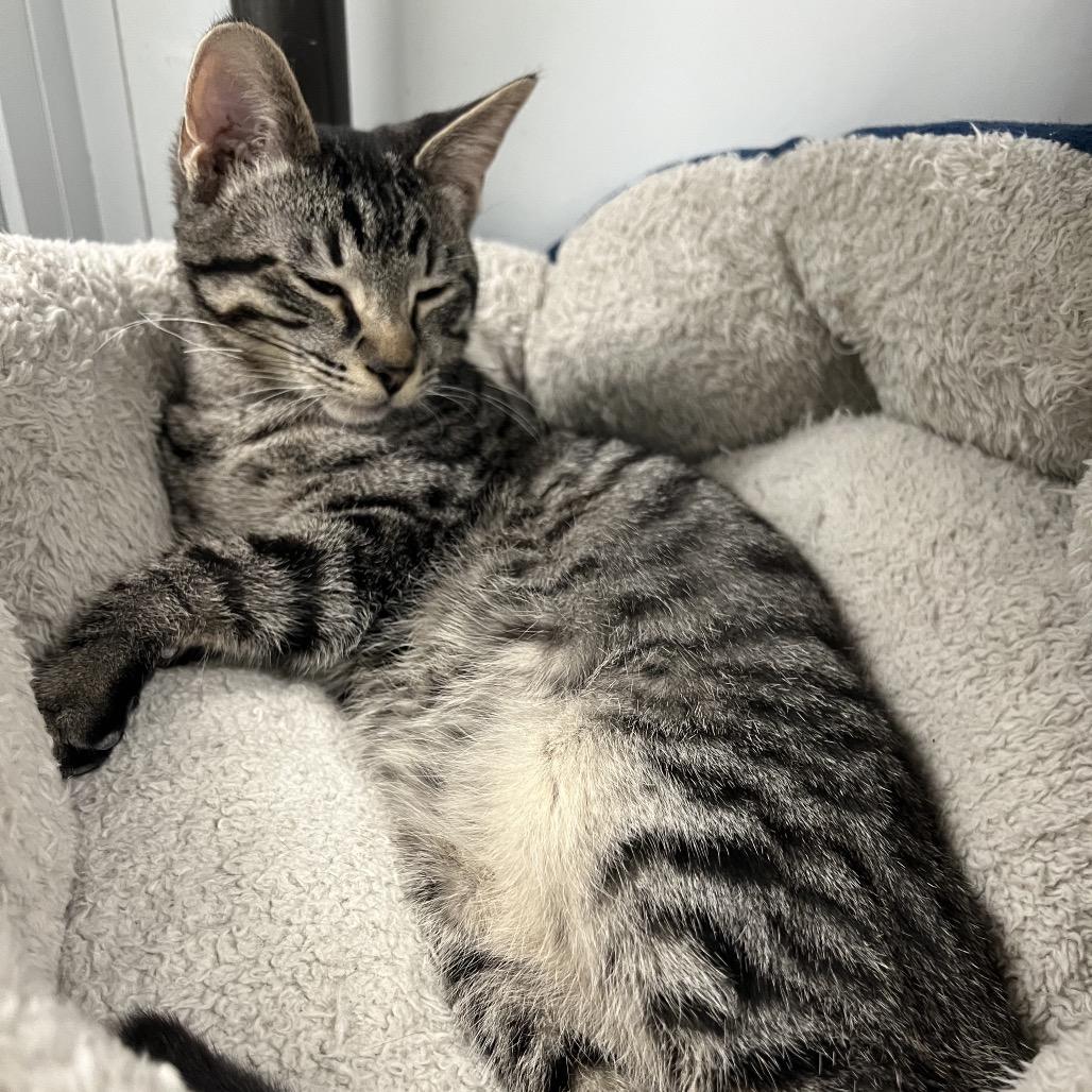 Pete, Adoptable, Young Male Domestic Short Hair.