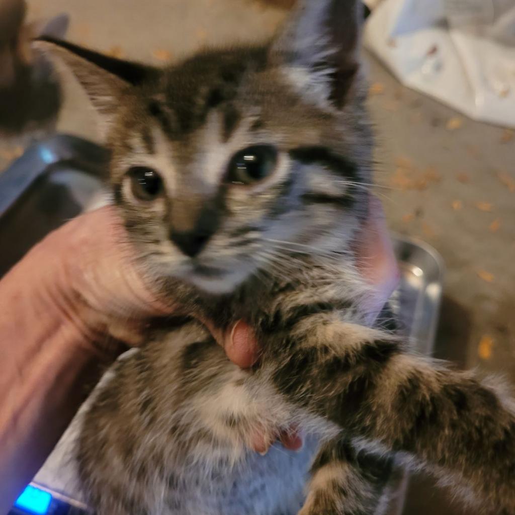 Pete, a Adoptable Domestic Short Hair in Carroll, IA image 2/5