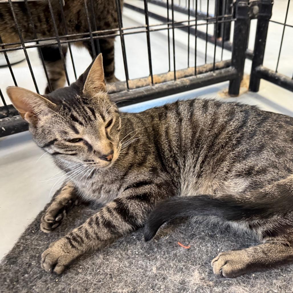 Enlarge Pete, a Adoptable Domestic Short Hair in Carroll, IA image 3/6