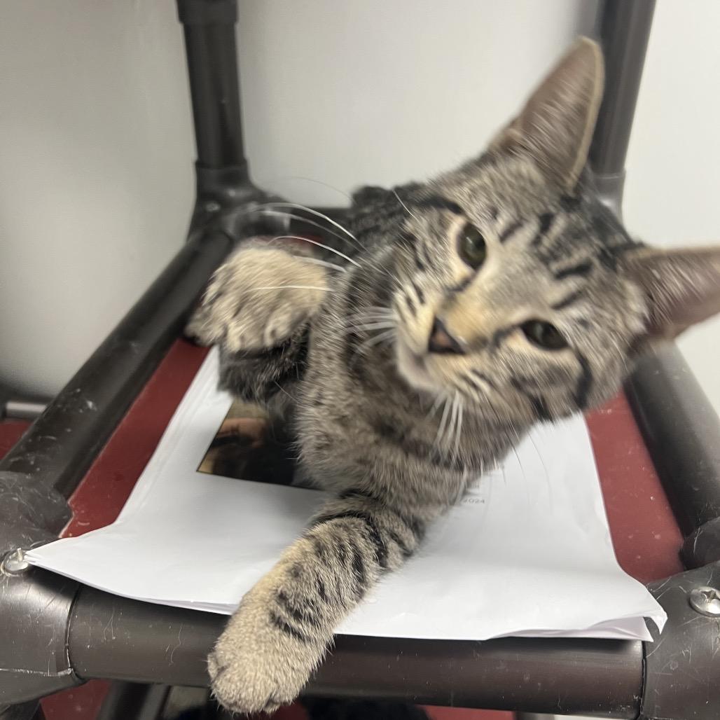 Pete, a Adoptable Domestic Short Hair in Carroll, IA image 3/5