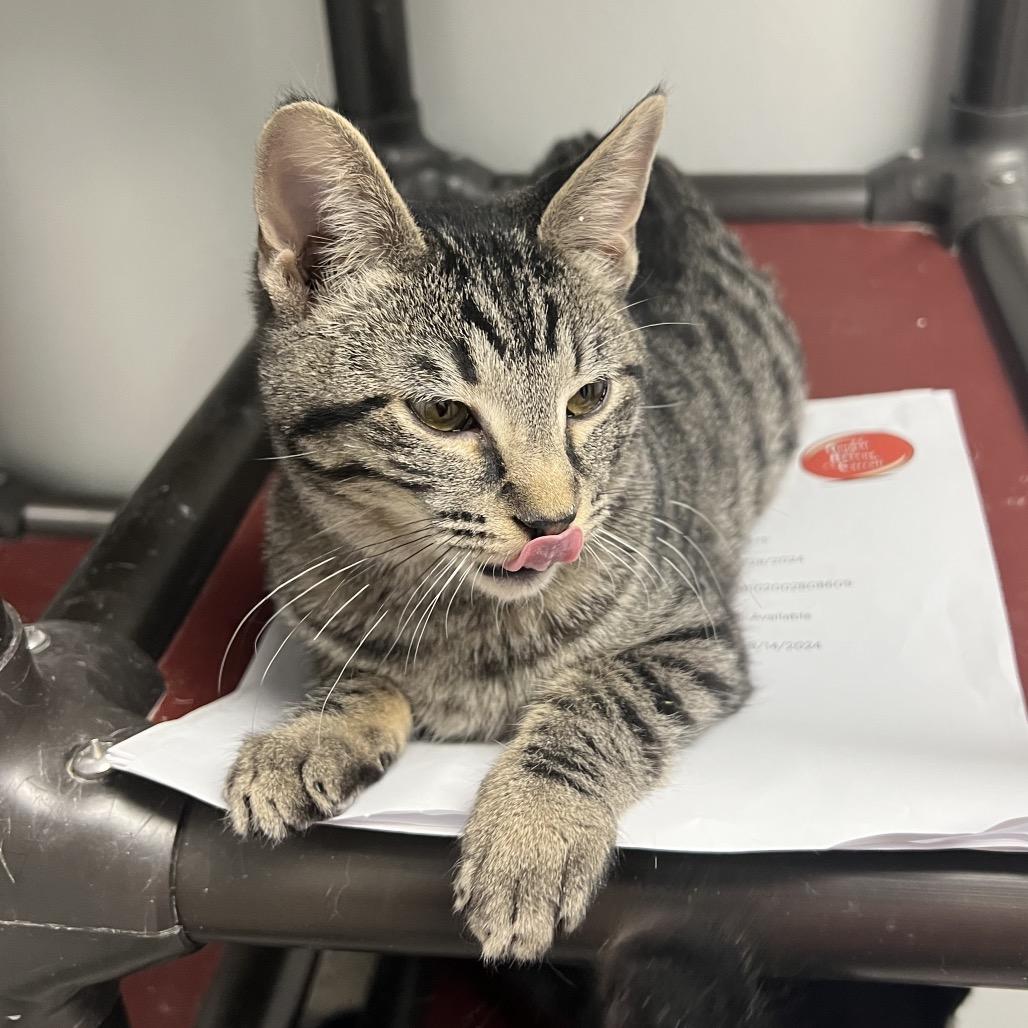 Pete, a Adoptable Domestic Short Hair in Carroll, IA image 4/5