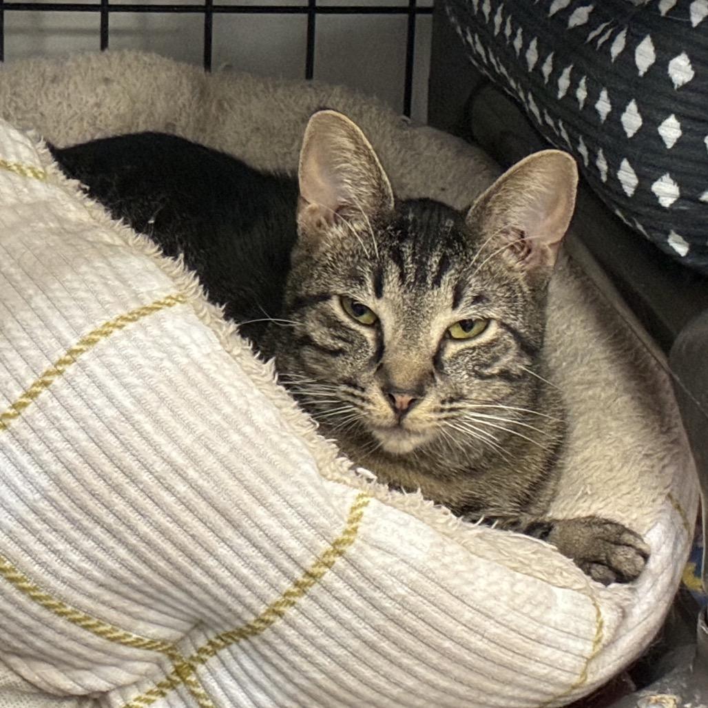 Pete, a Adoptable Domestic Short Hair in Carroll, IA image 5/5