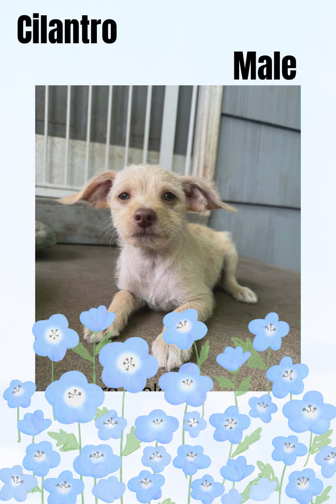 Cilantro, ADOPTABLE, Puppy Male Terrier.