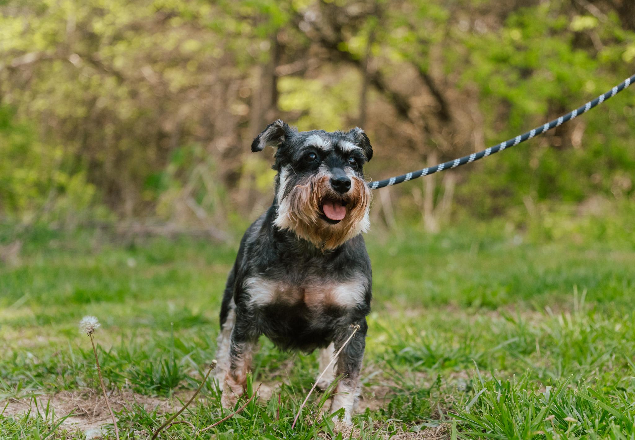 Sierra  Transport thumbnail 2