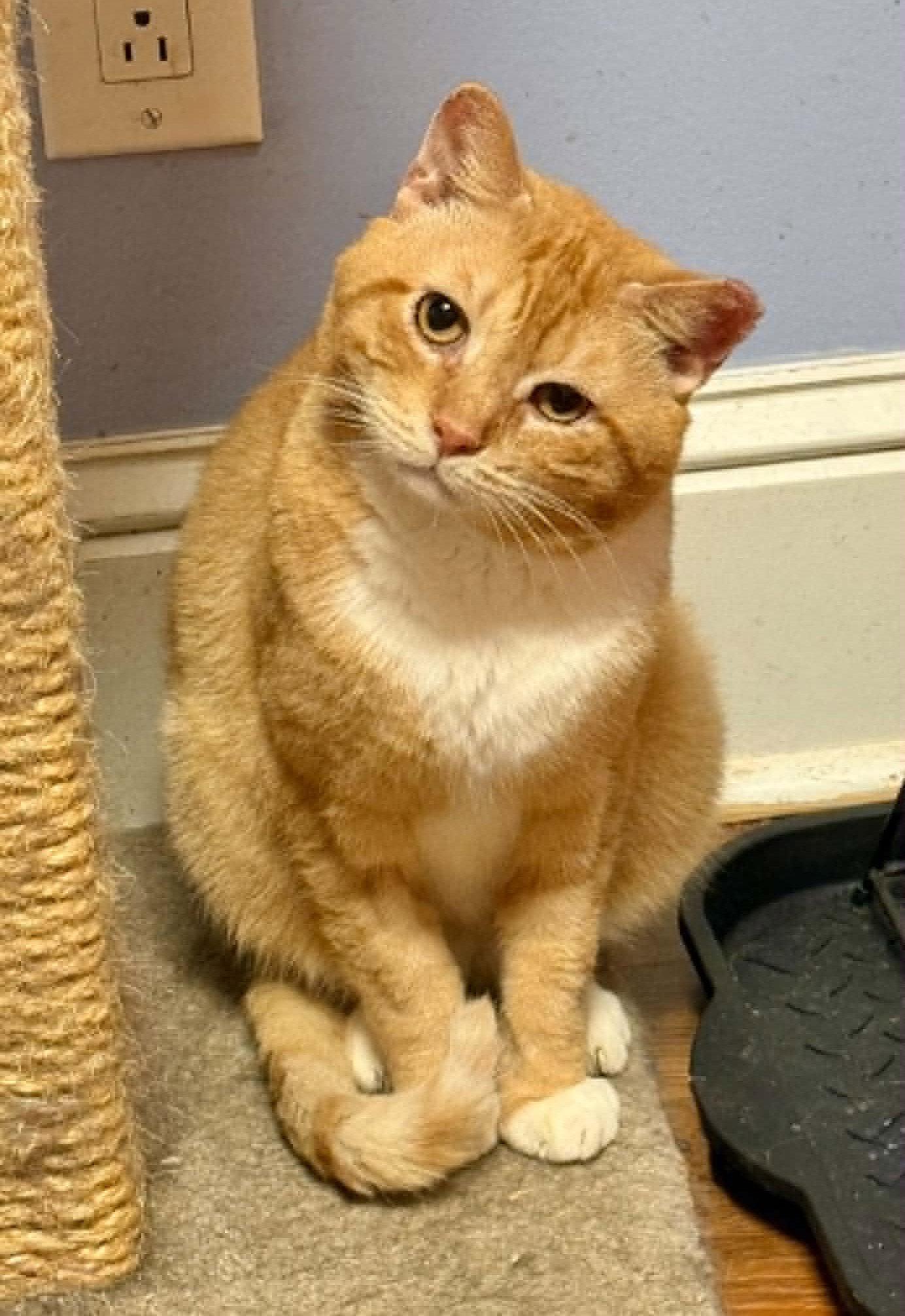 KEATON, Adopted, Adult Male Tabby.