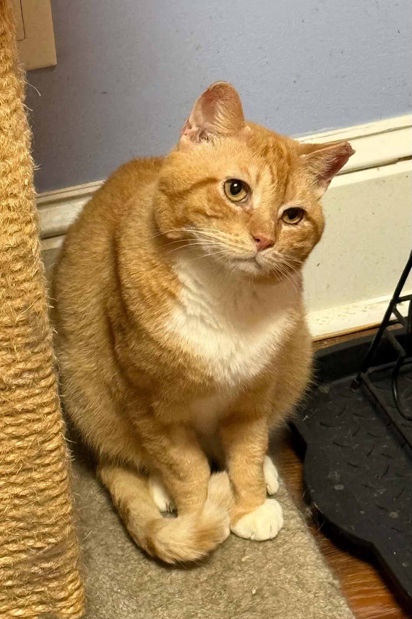 Enlarge KEATON, a Adopted Tabby in Capshaw, AL image 2/3