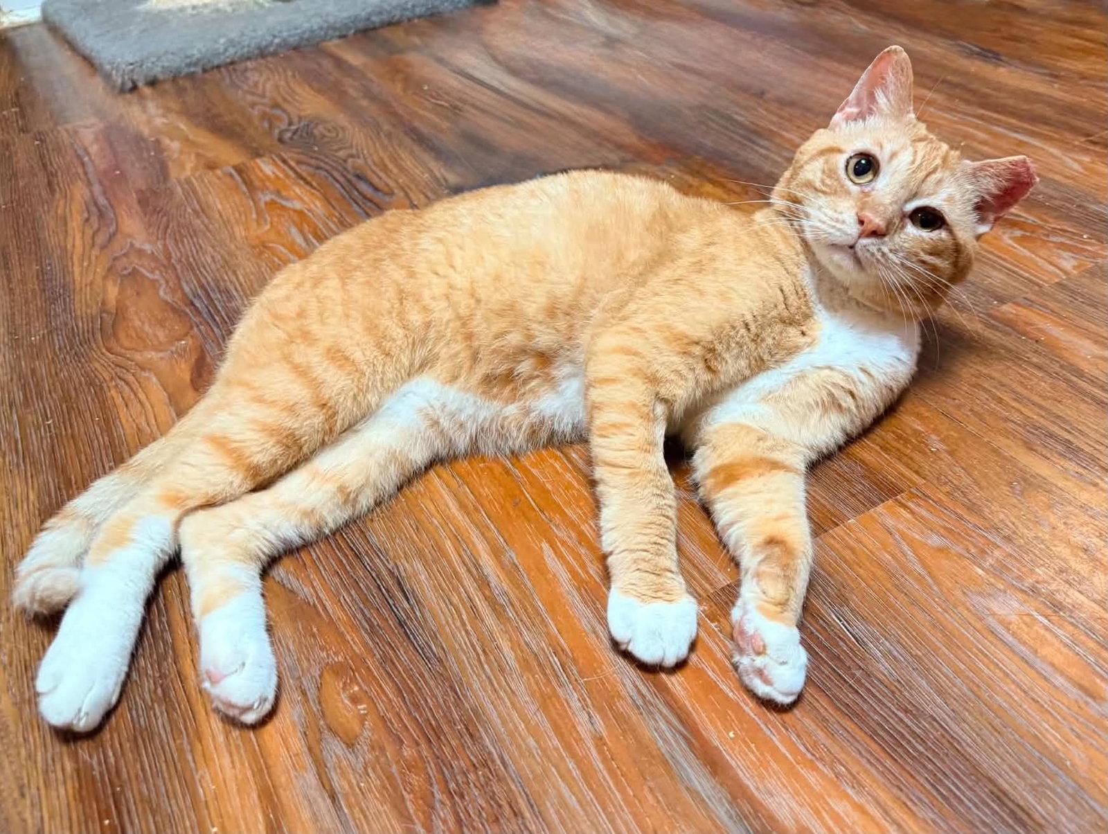 Enlarge KEATON, a Adopted Tabby in Capshaw, AL image 3/3