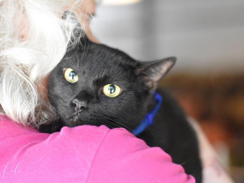 Cole, a Adoptable Domestic Short Hair in Montgomery, TX image 2/3