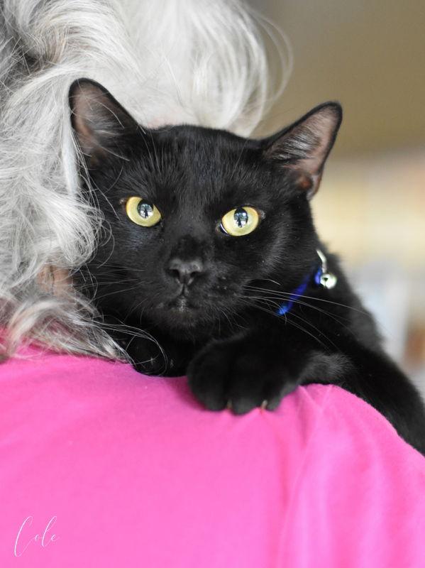 Cole, a Adoptable Domestic Short Hair in Montgomery, TX image 3/3