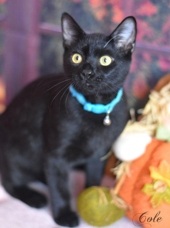 Enlarge Cole, a Adoptable Domestic Short Hair in Montgomery, TX image 3/3