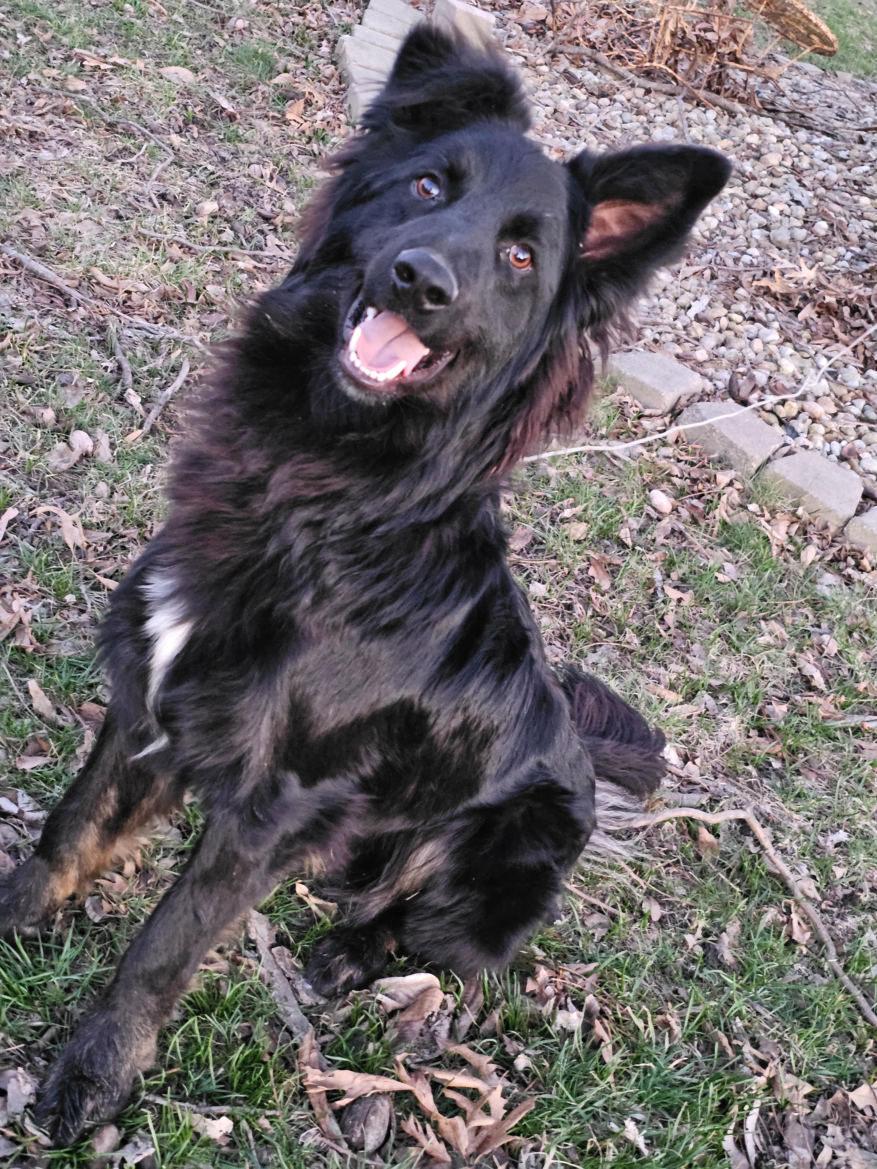 Vinnie, an adopted mixed breed in O Fallon, IL image 5/6