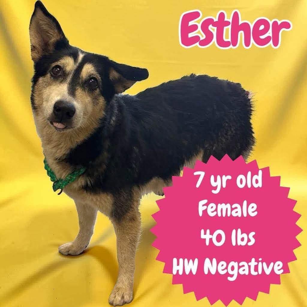 Esther, ADOPTABLE, Adult Female Shepherd & Cattle Dog.