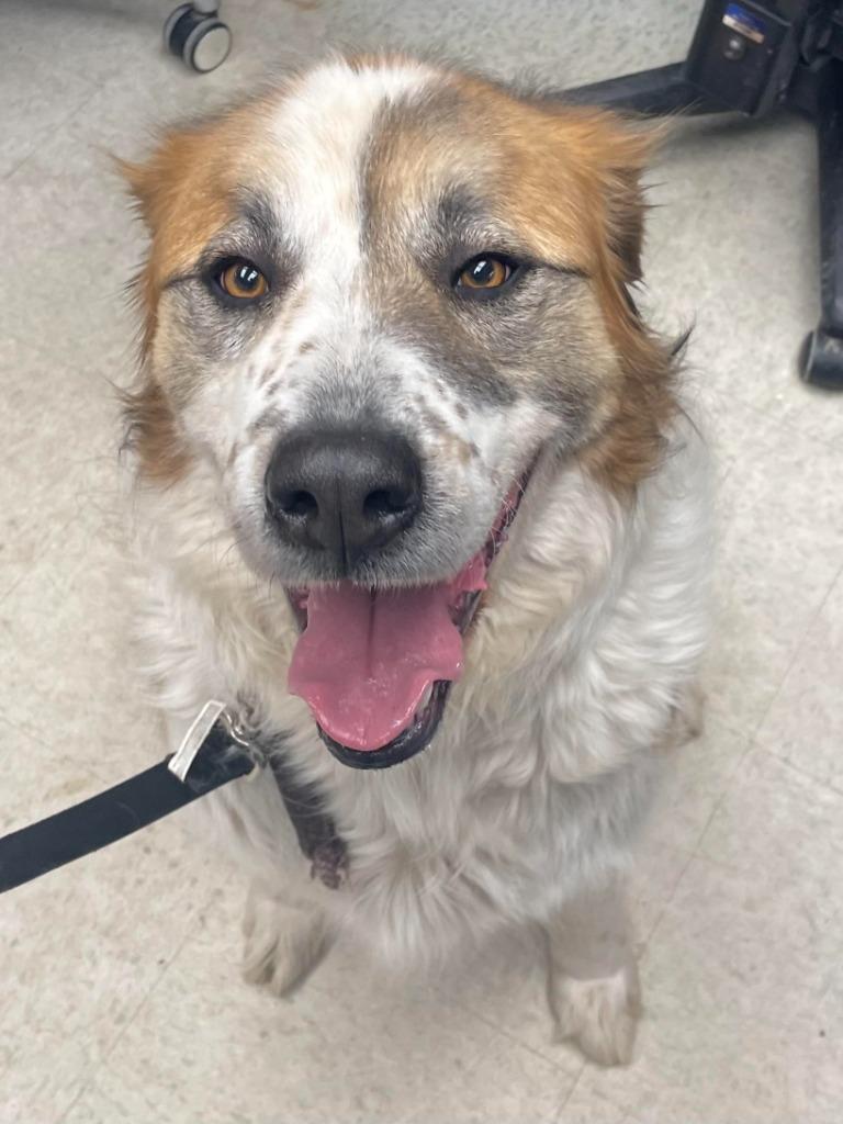 Cody, Adoptable, Adult Male Saint Bernard & Great Pyrenees.