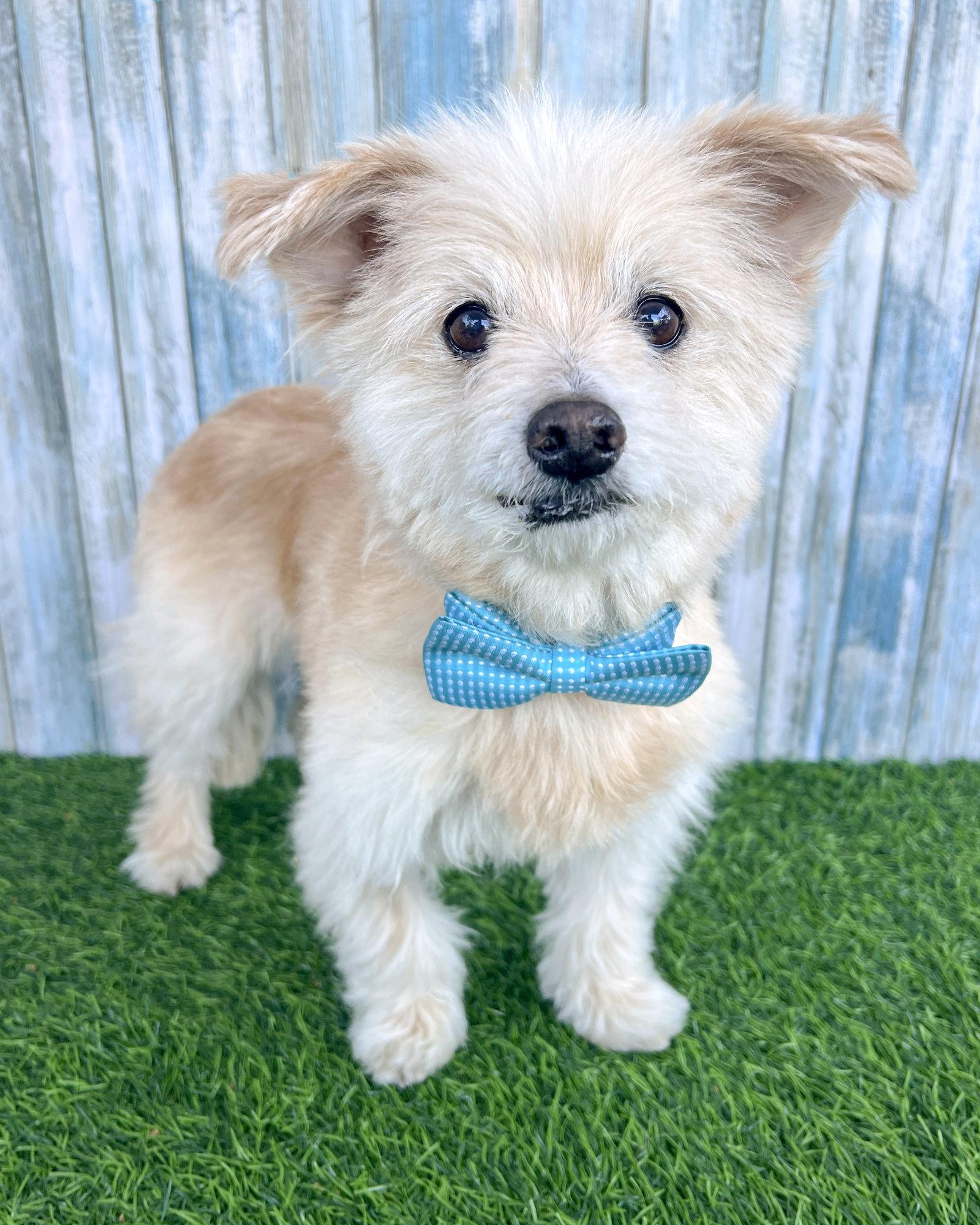 Enlarge Pancake, a Adopted Maltese in Corona, CA image 1/3