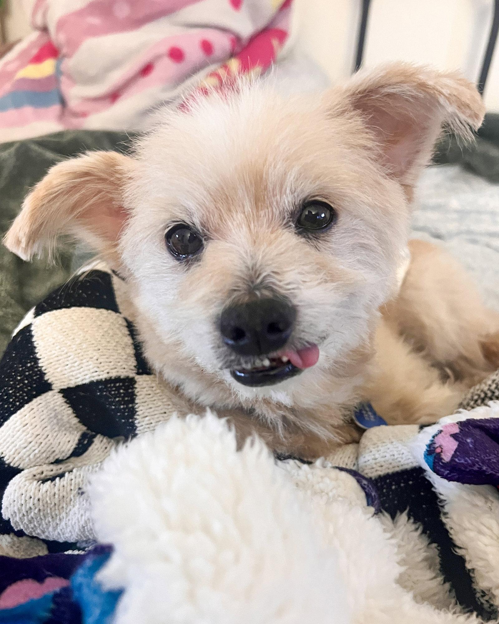 Enlarge Pancake, a Adopted Maltese in Corona, CA image 2/3