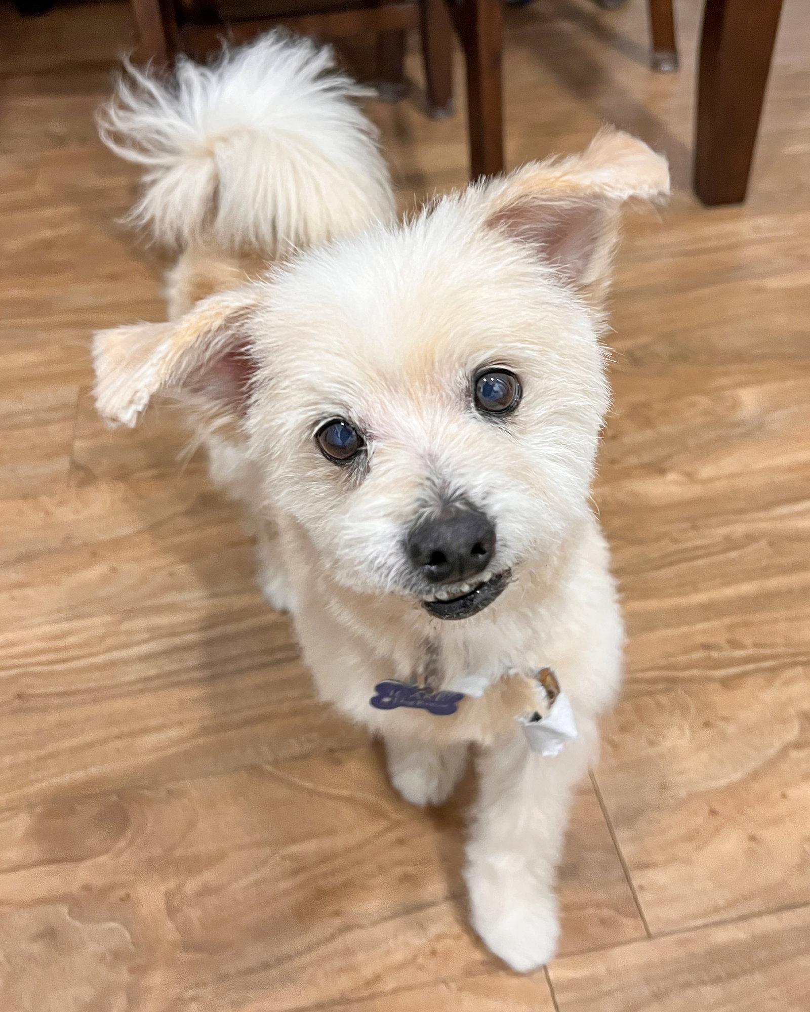 Enlarge Pancake, a Adopted Maltese in Corona, CA image 3/3