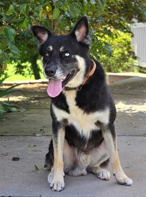 ZUKO, Adoptable, Adult Male German Shepherd Dog.