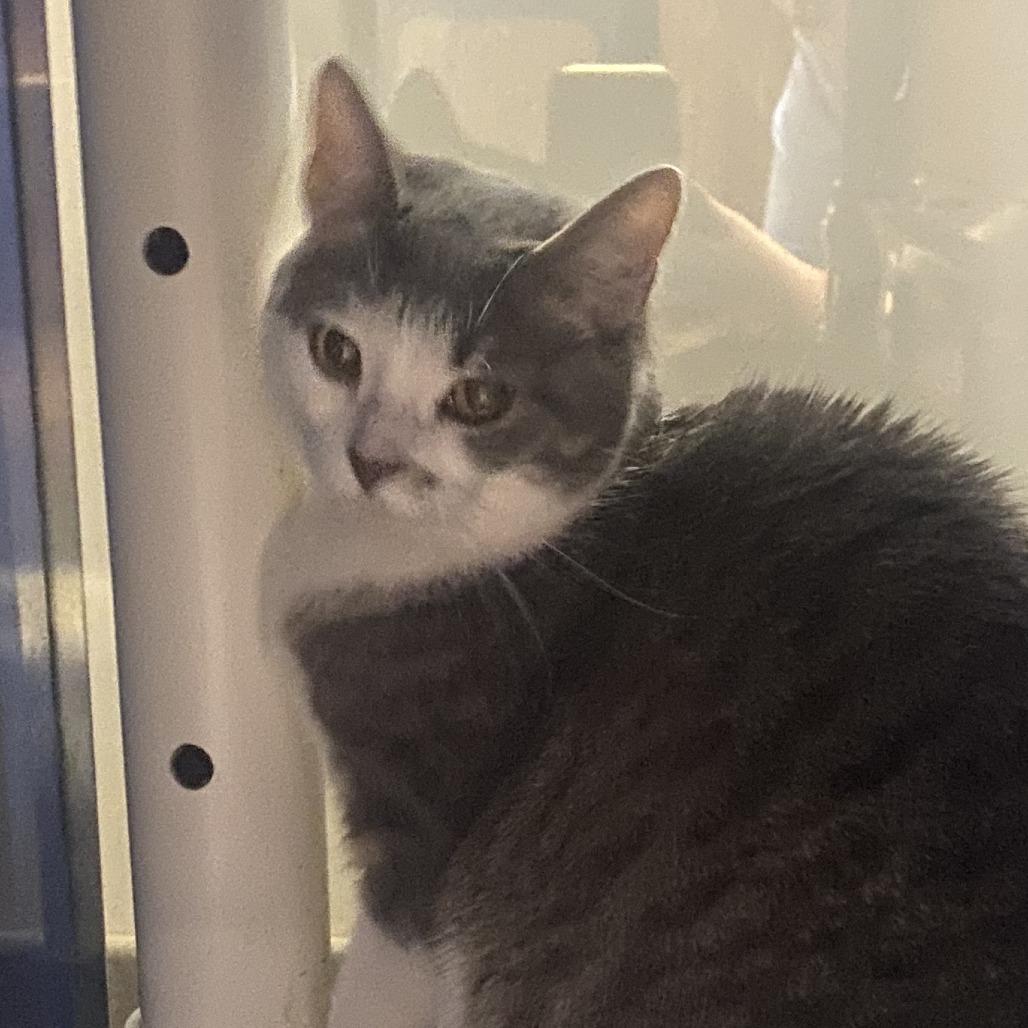 Mouse - 021903U, Adoptable, Adult Female Domestic Short Hair.