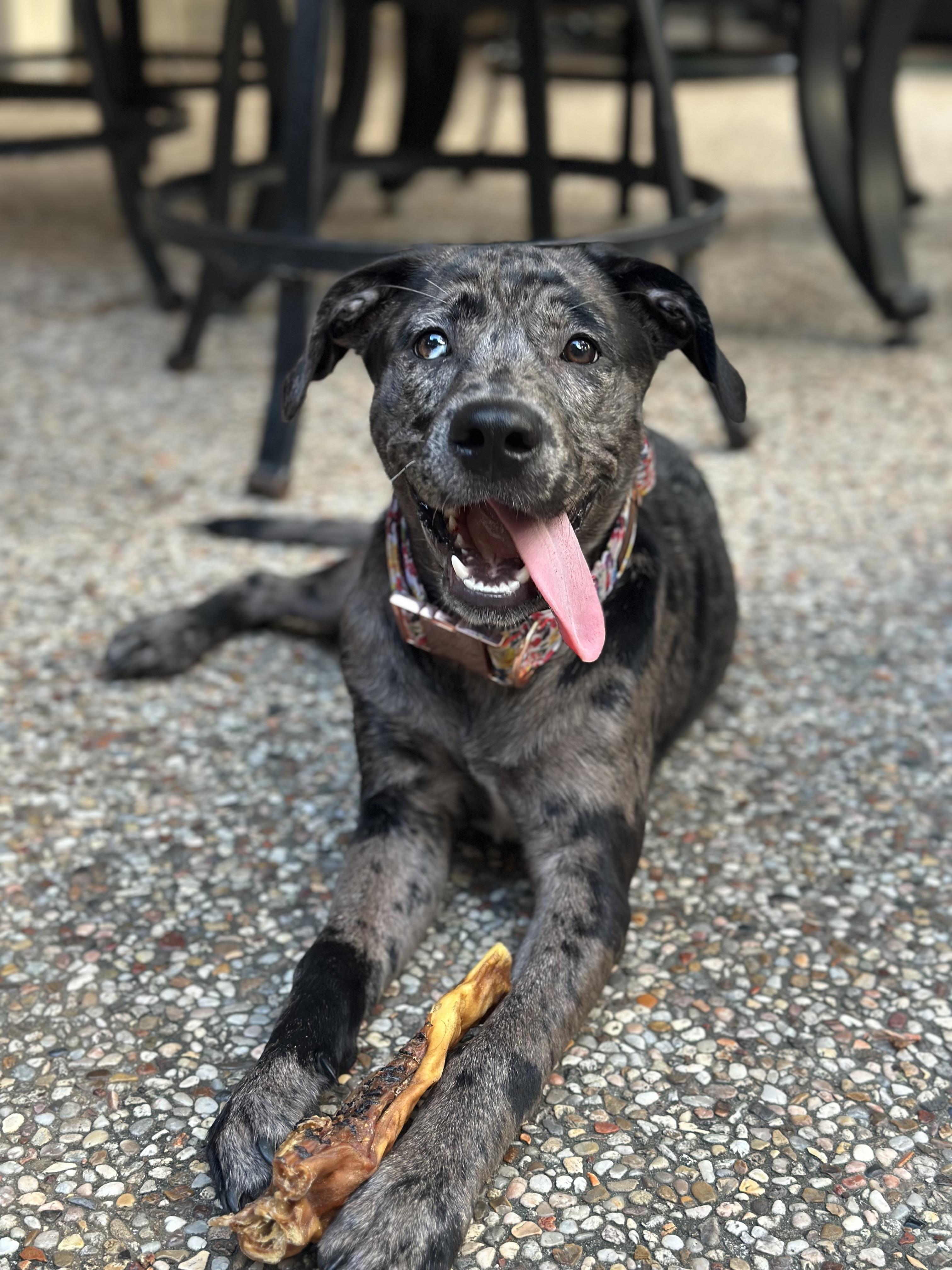 Piper, an adoptable Catahoula Leopard Dog in Billings, MT, 59101 | Photo Image 3