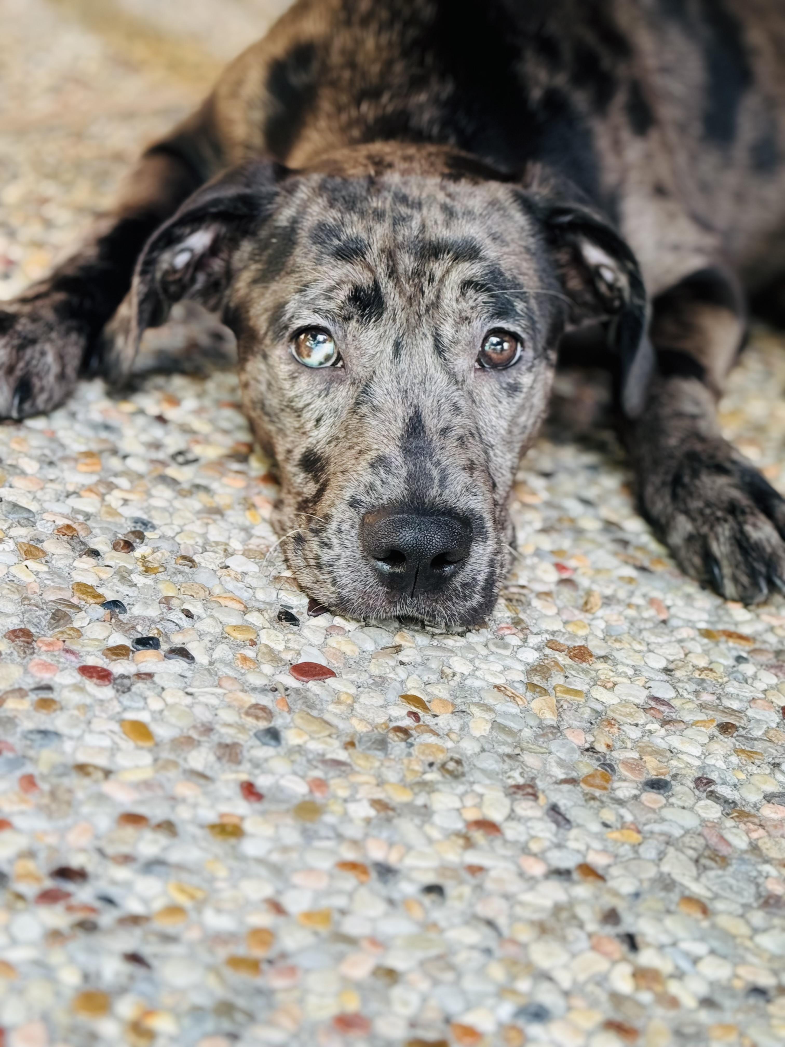 Piper, an adoptable Catahoula Leopard Dog in Billings, MT, 59101 | Photo Image 1