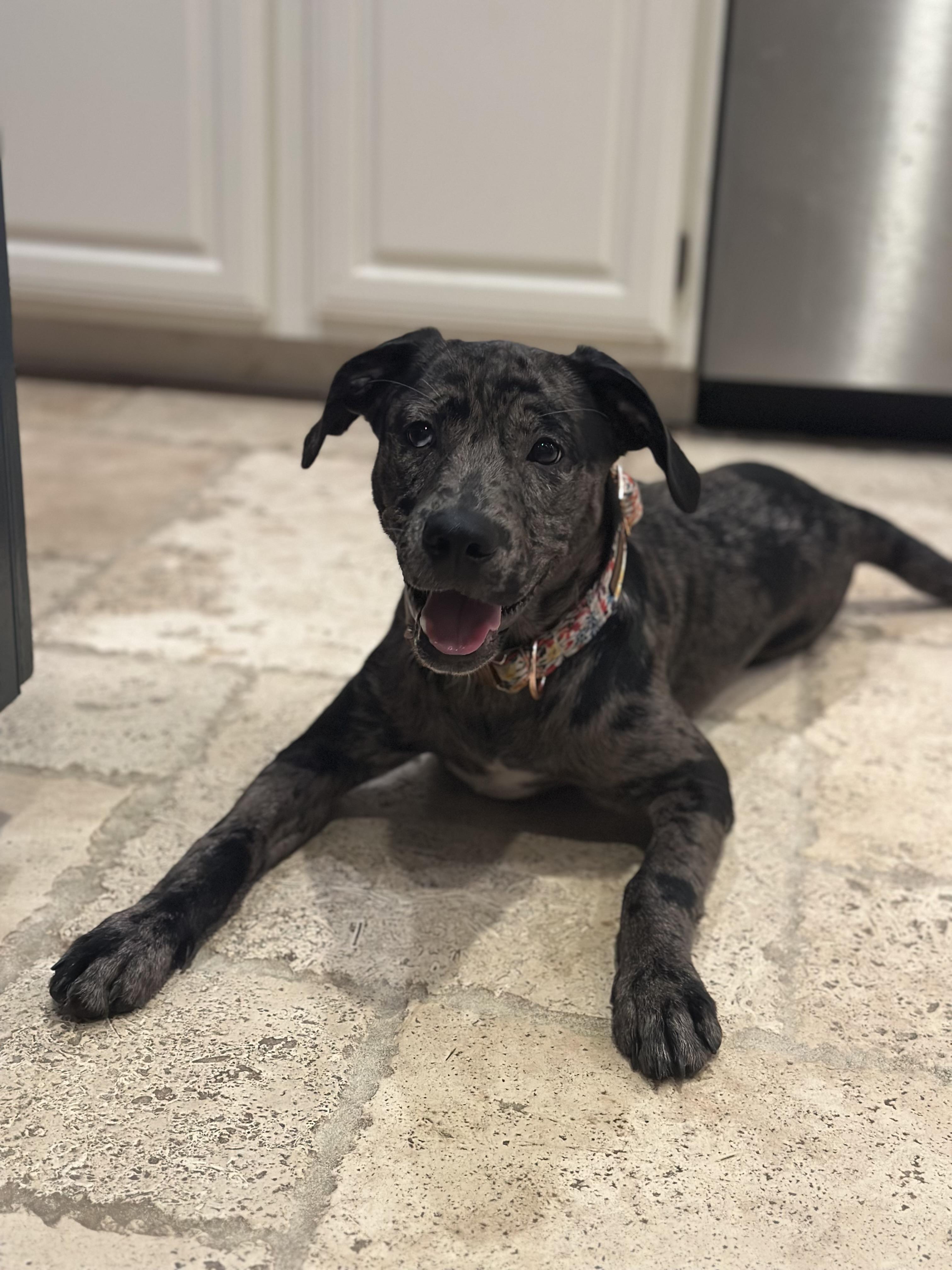 Piper, an adoptable Catahoula Leopard Dog in Billings, MT, 59101 | Photo Image 4