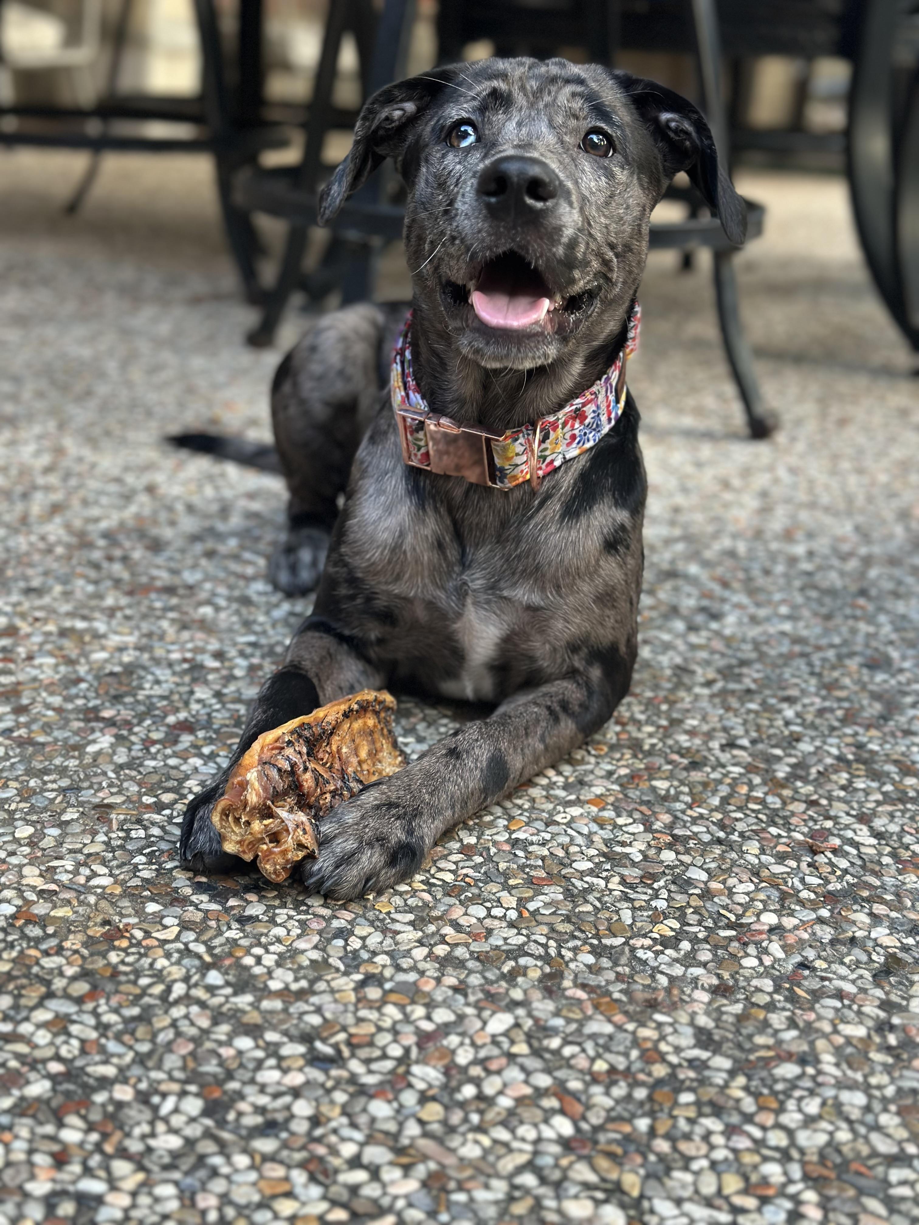 Piper, an adoptable Catahoula Leopard Dog in Billings, MT, 59101 | Photo Image 2