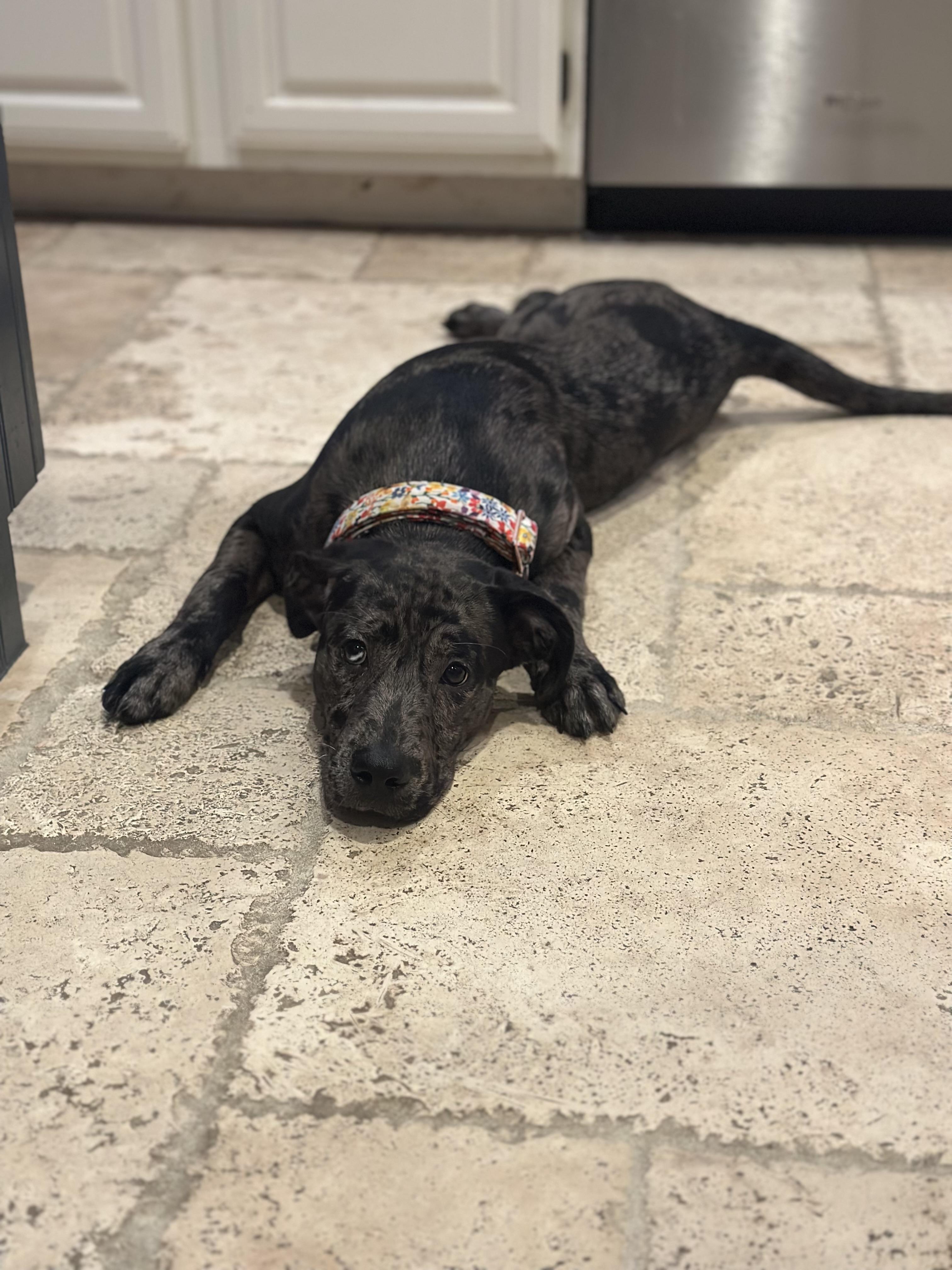 Piper, an adoptable Catahoula Leopard Dog in Billings, MT, 59101 | Photo Image 5