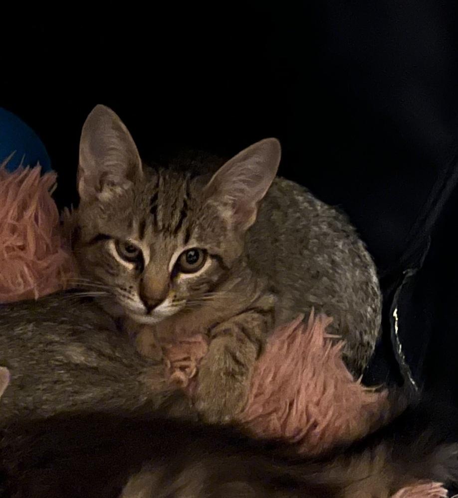 Enlarge Mazy, a Adoptable Domestic Short Hair in Virginia Beach, VA image 1/2