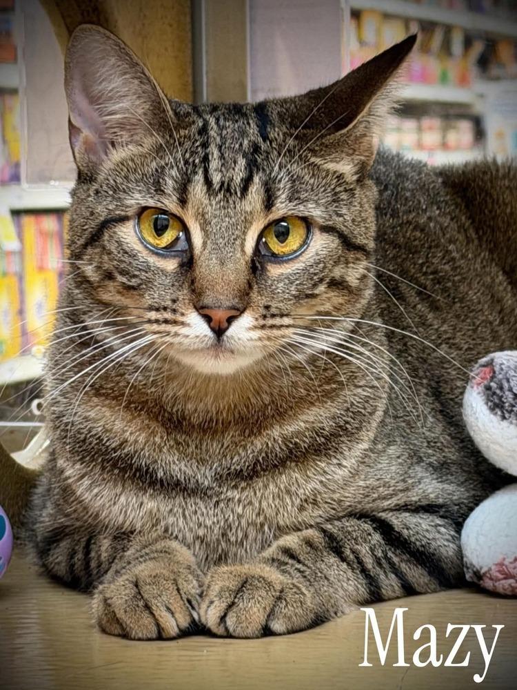 Enlarge Mazy, a Adoptable Domestic Short Hair in Virginia Beach, VA image 3/4