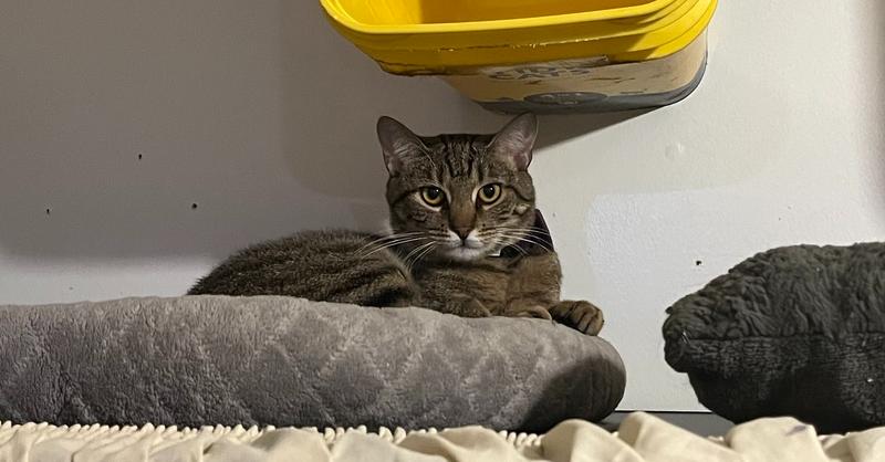 Enlarge Mazy, a Adoptable Domestic Short Hair in Virginia Beach, VA image 2/2