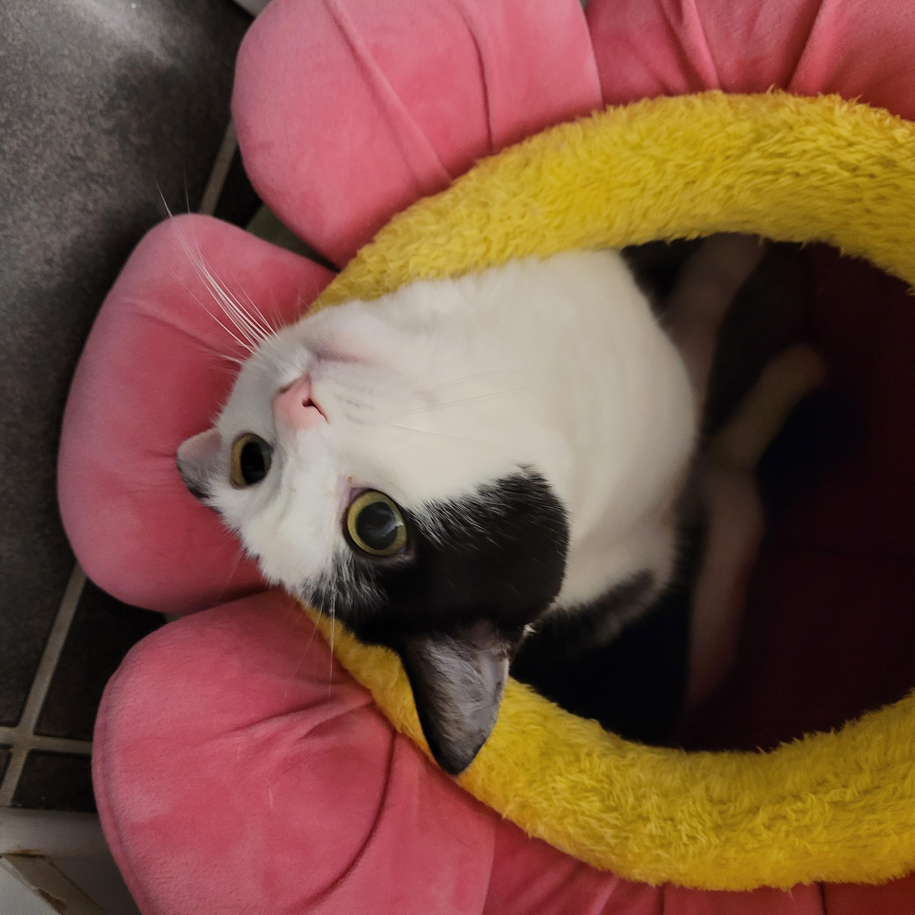 Enlarge MIA (f) 3yrs Tuxedo, an adopted Domestic Short Hair in Ottawa, ON image 5/6