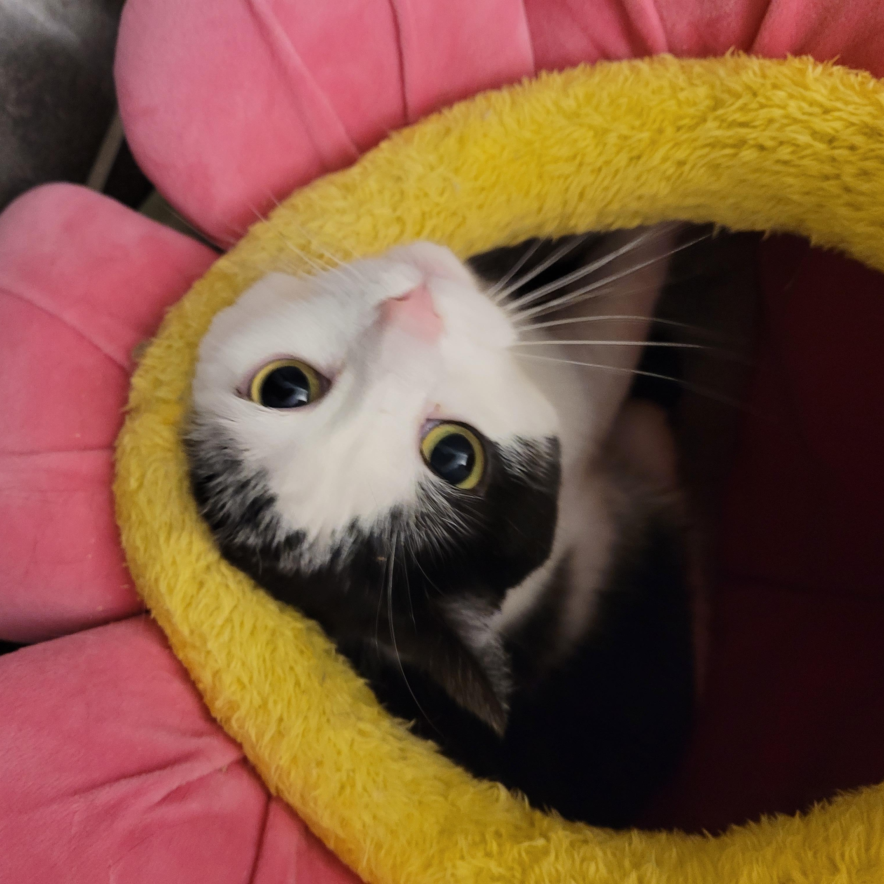 MIA (f) 3yrs Tuxedo, adopted, Adult Female Domestic Short Hair.