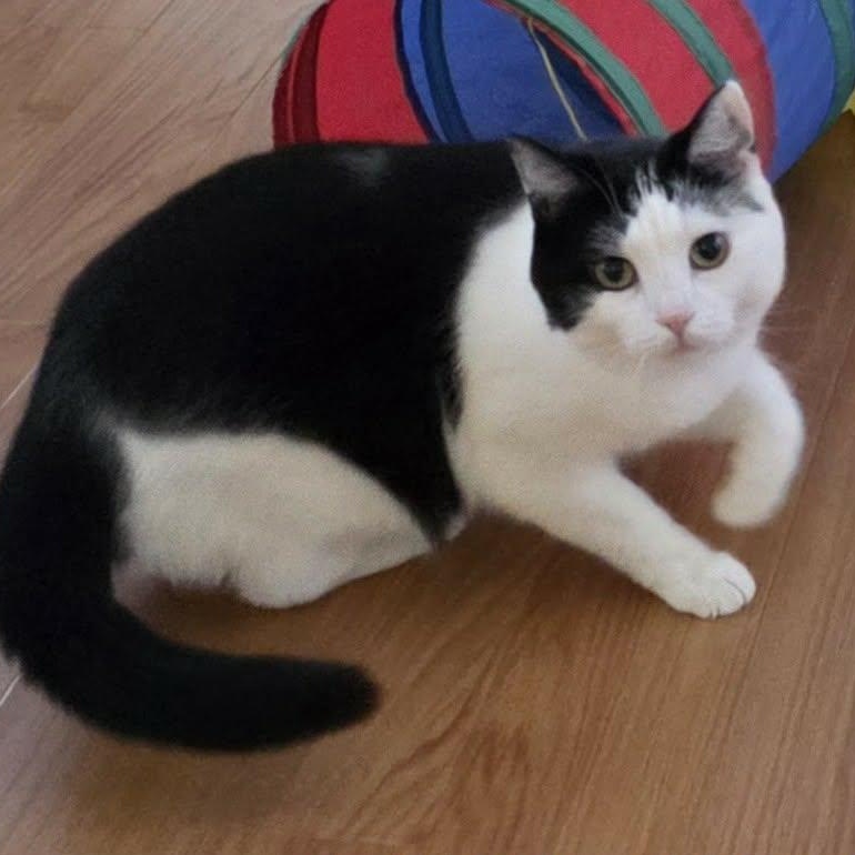 Enlarge MIA (f) 3yrs Tuxedo, an adopted Domestic Short Hair in Ottawa, ON image 4/6