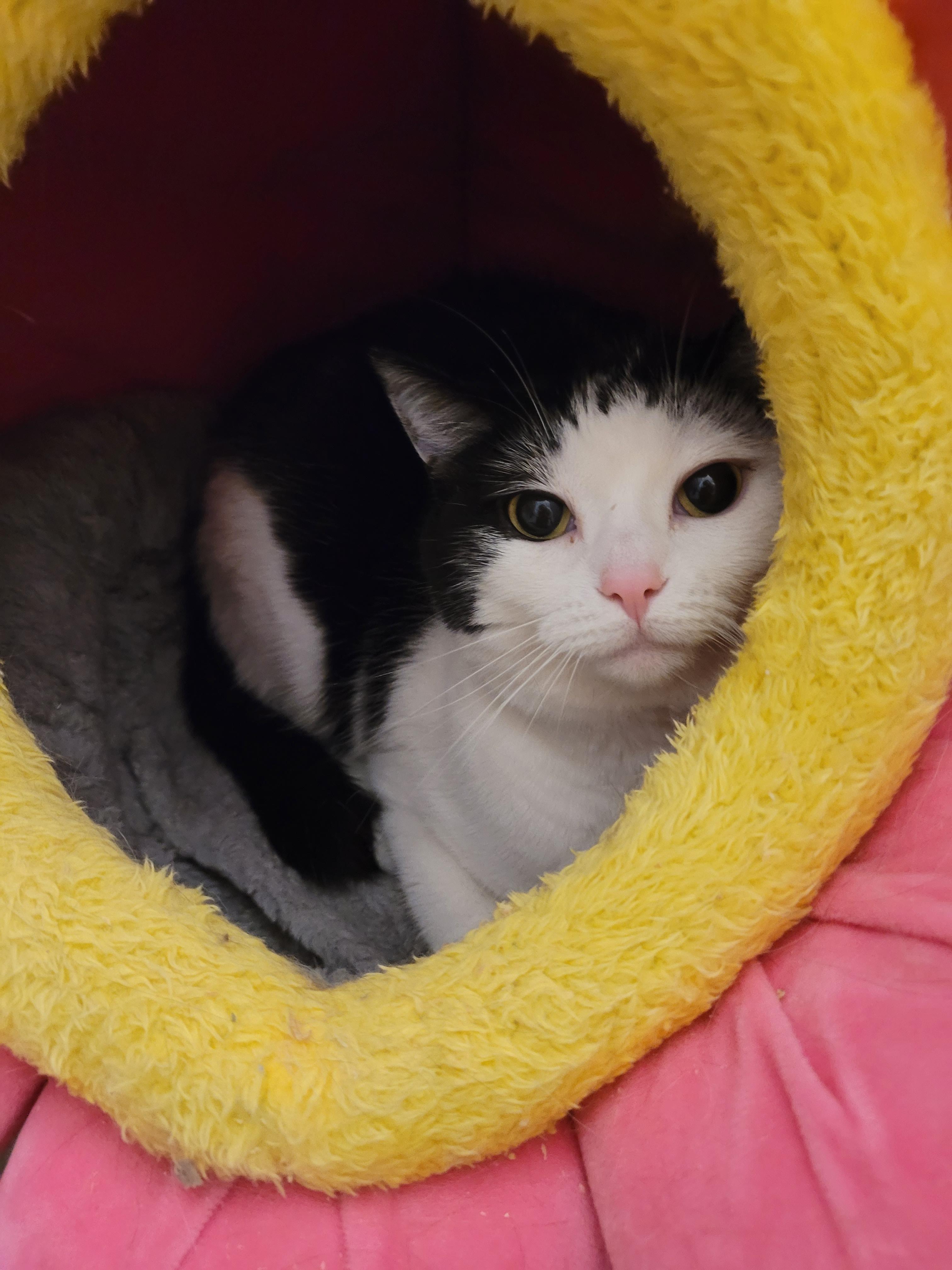 Enlarge MIA (f) 3yrs Tuxedo, an adopted Domestic Short Hair in Ottawa, ON image 2/6