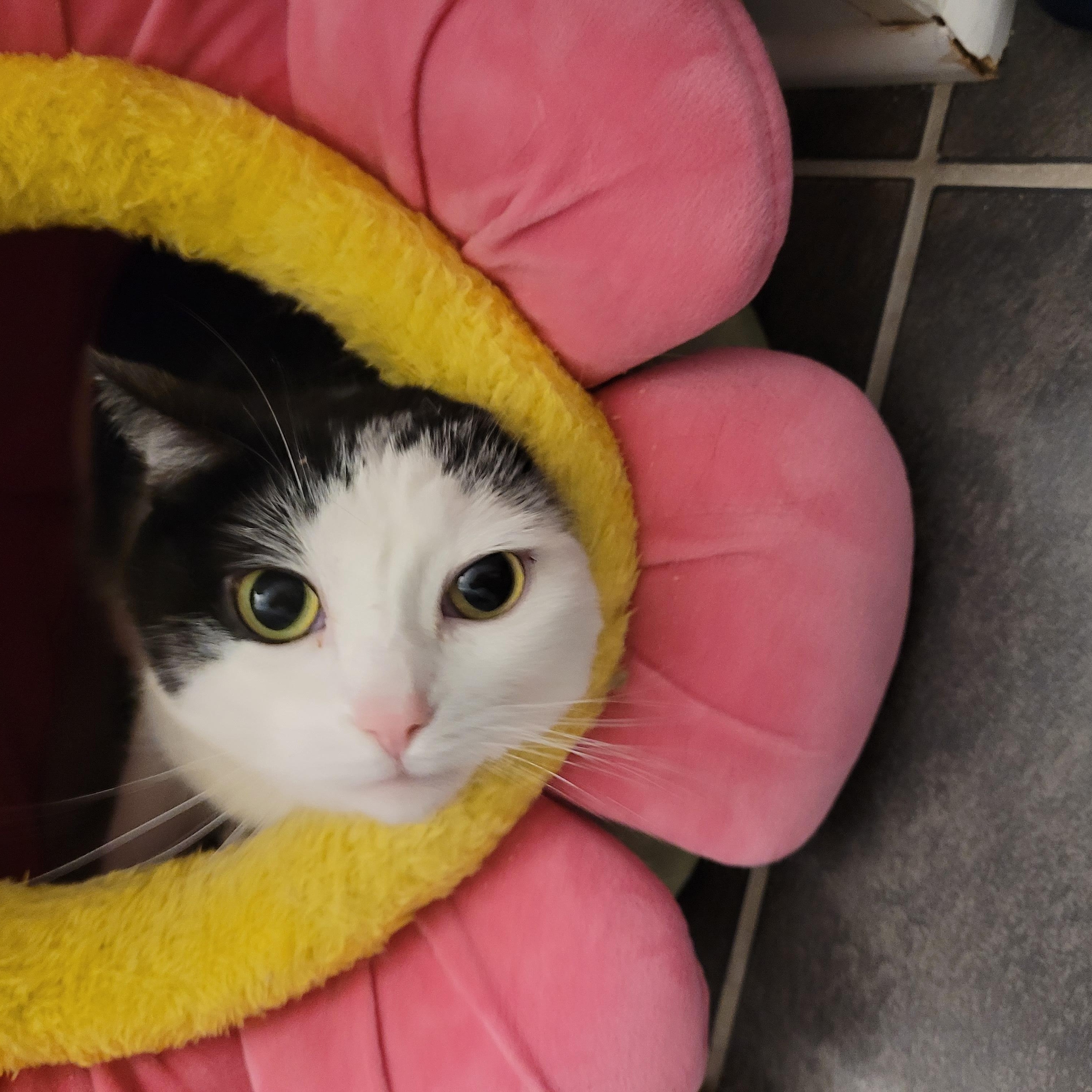 Enlarge MIA (f) 3yrs Tuxedo, an adopted Domestic Short Hair in Ottawa, ON image 3/6