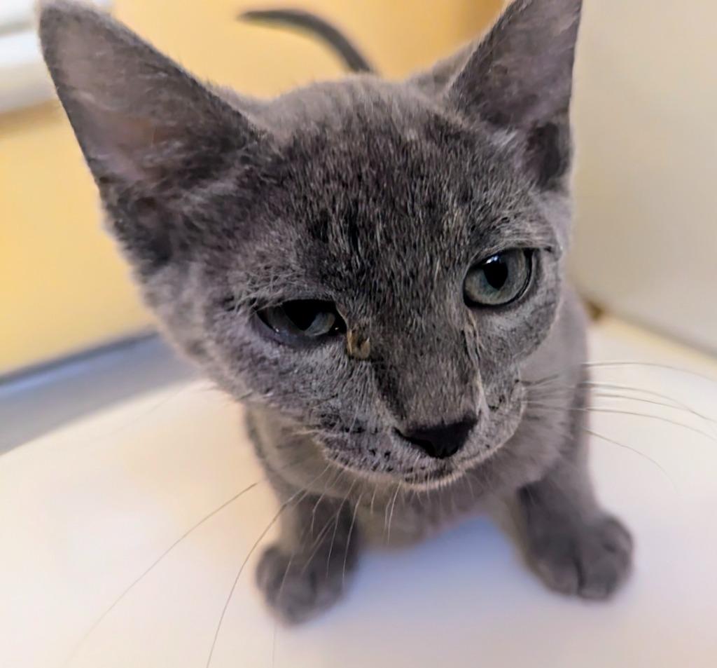 Enlarge Diego, a Adopted mixed breed in Olathe, KS image 1/1