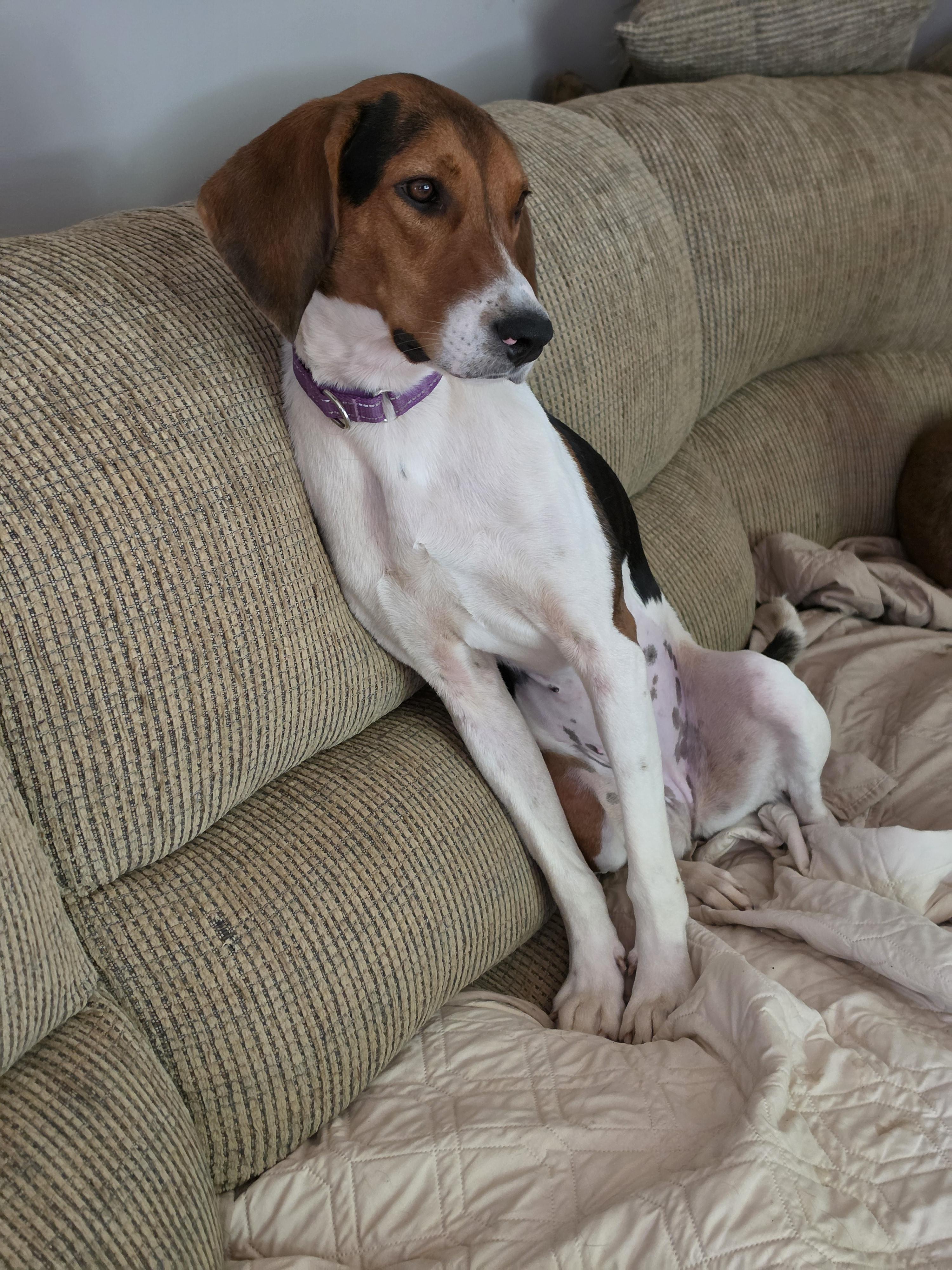 Enlarge Sophie, a Adoptable American Foxhound in Franklin, NC image 1/4