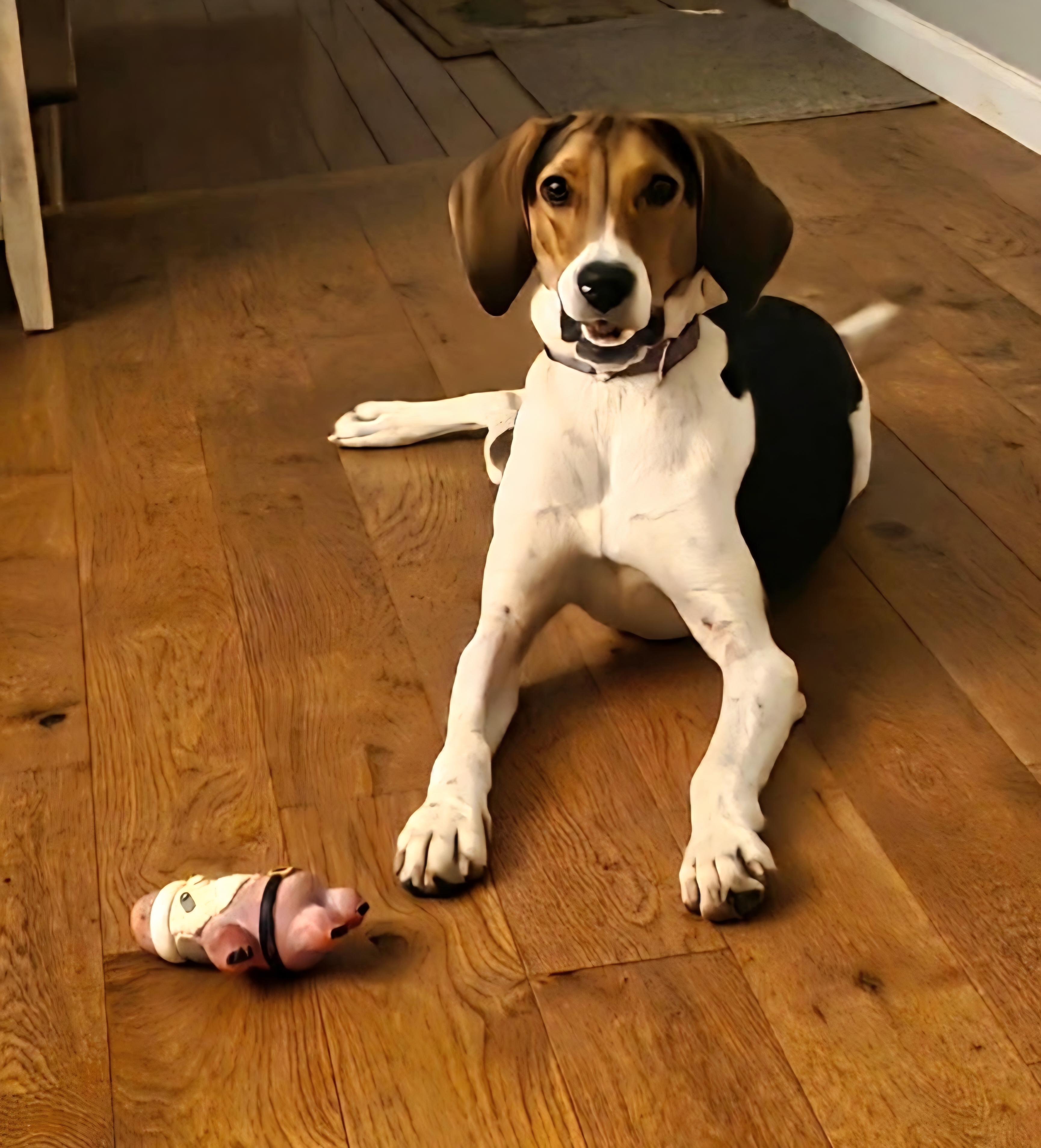 Enlarge Sophie, a Adoptable American Foxhound in Franklin, NC image 4/4