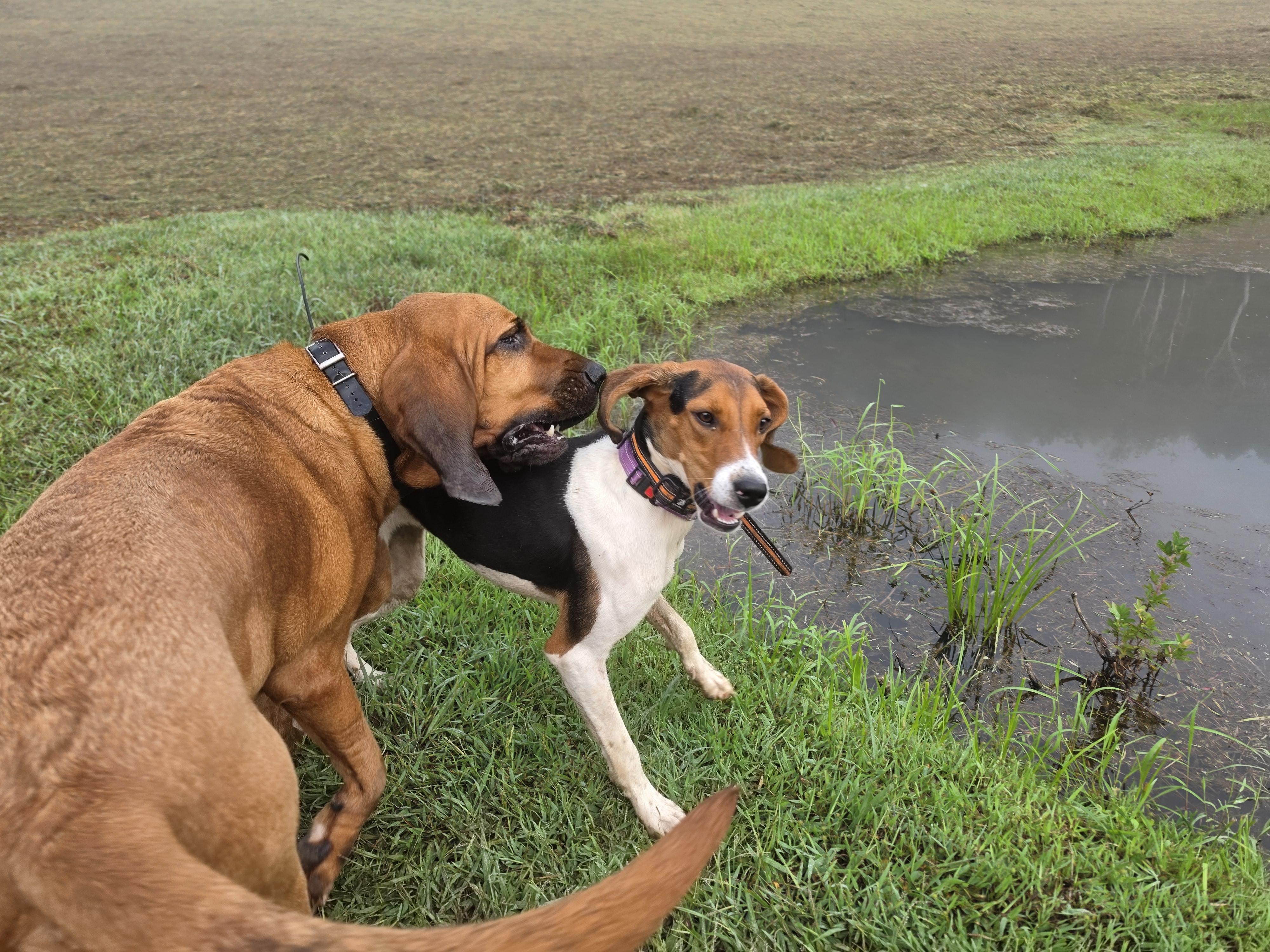 Enlarge Sophie, a Adoptable American Foxhound in Franklin, NC image 3/4
