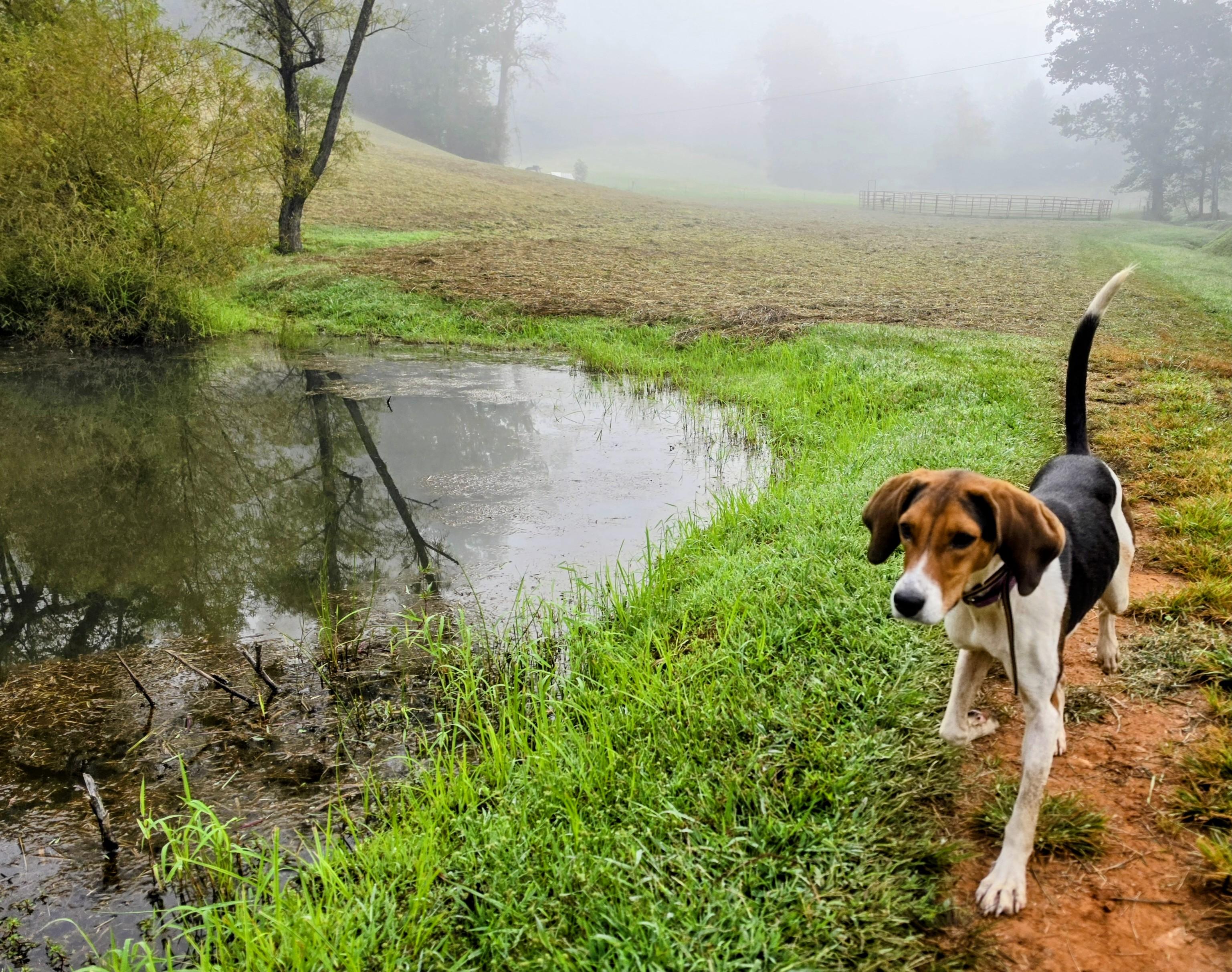 Enlarge Sophie, a Adoptable American Foxhound in Franklin, NC image 2/4