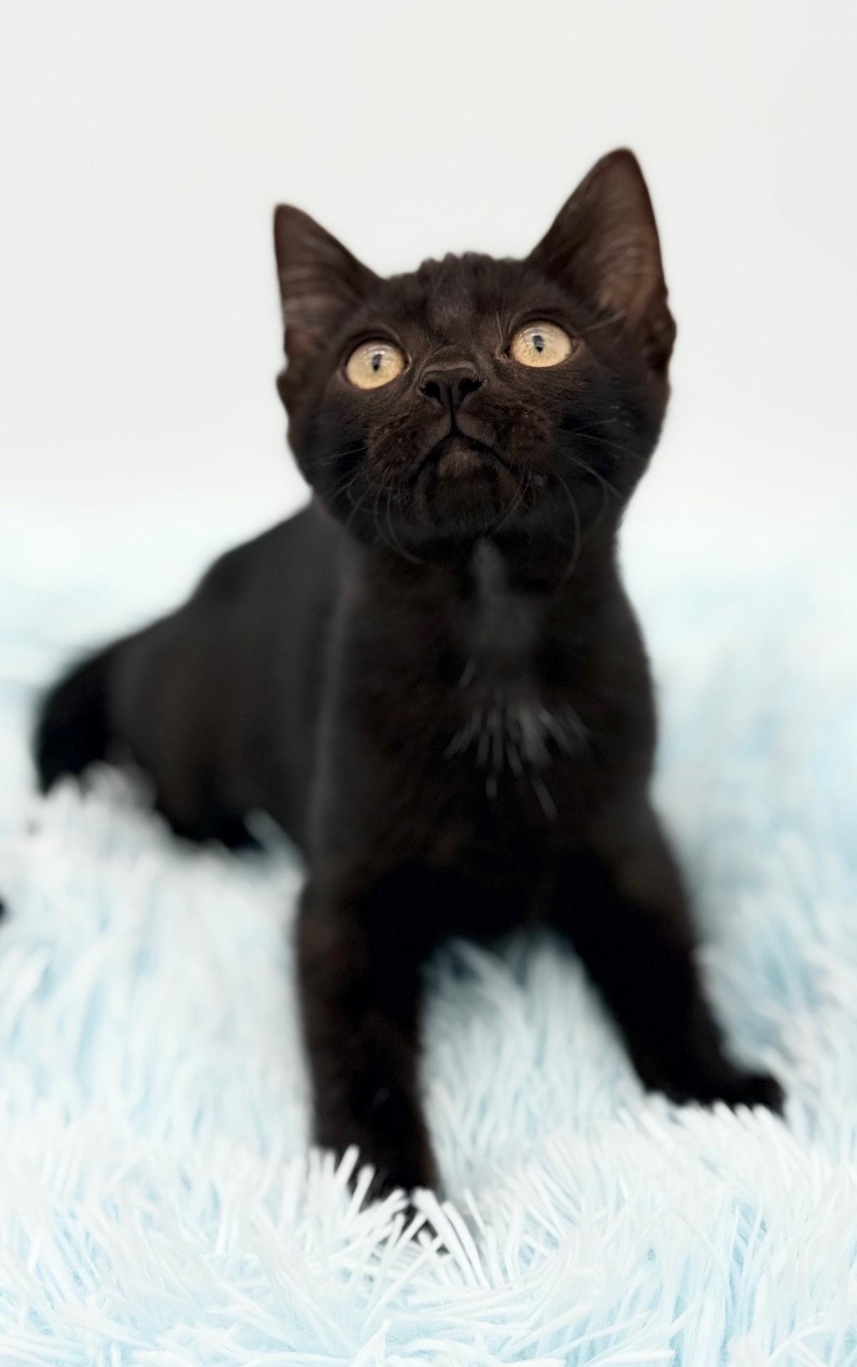 Firefly, a Adoptable Domestic Short Hair in Covington, LA image 4/6
