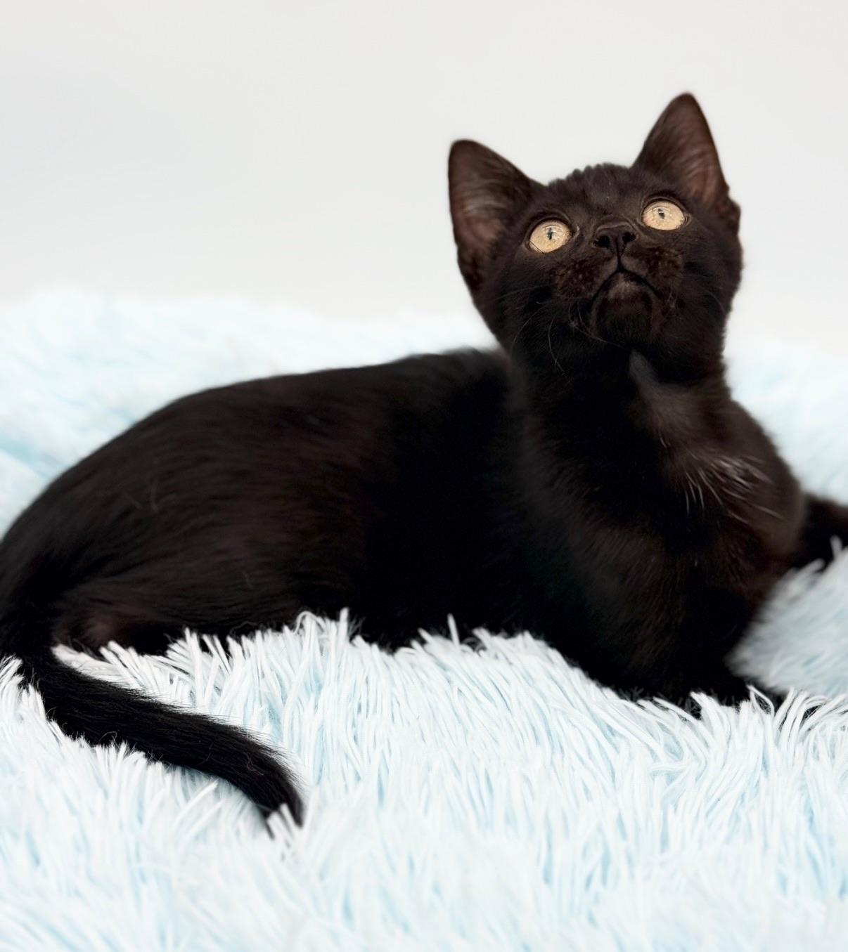 Firefly, a Adoptable Domestic Short Hair in Covington, LA image 6/6