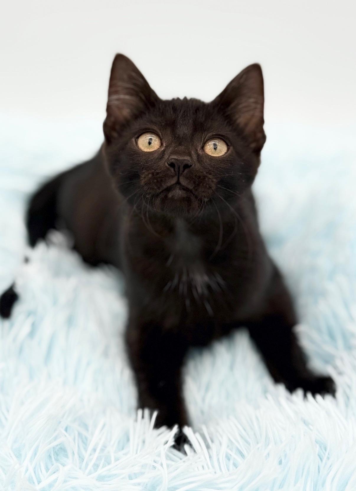 Firefly, a Adoptable Domestic Short Hair in Covington, LA image 5/6