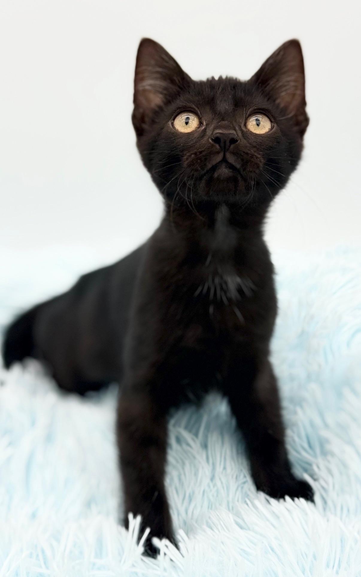 Firefly, a Adoptable Domestic Short Hair in Covington, LA image 2/6