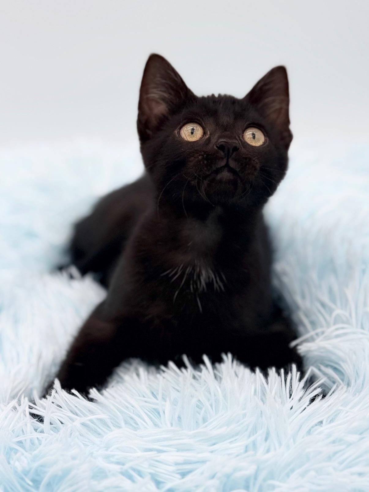 Firefly, a Adoptable Domestic Short Hair in Covington, LA image 3/6