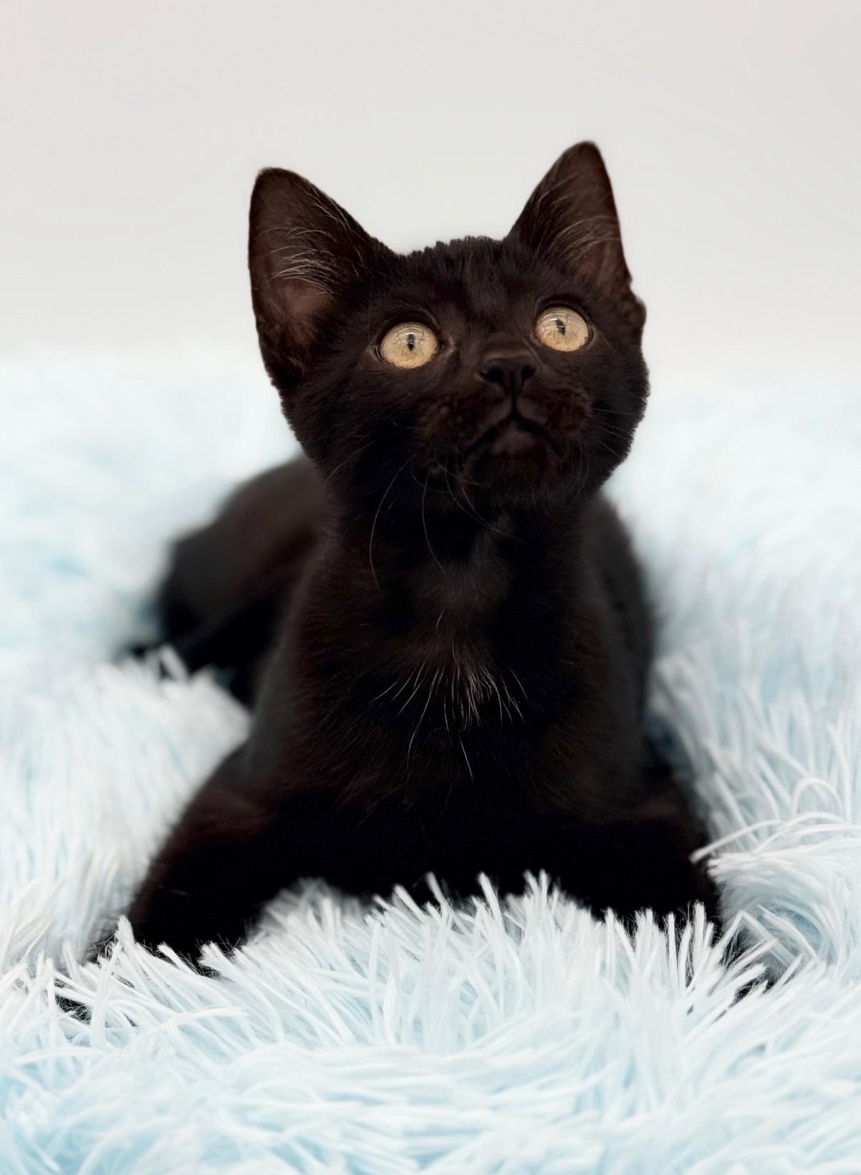 Firefly, Adoptable, Kitten Female Domestic Short Hair.